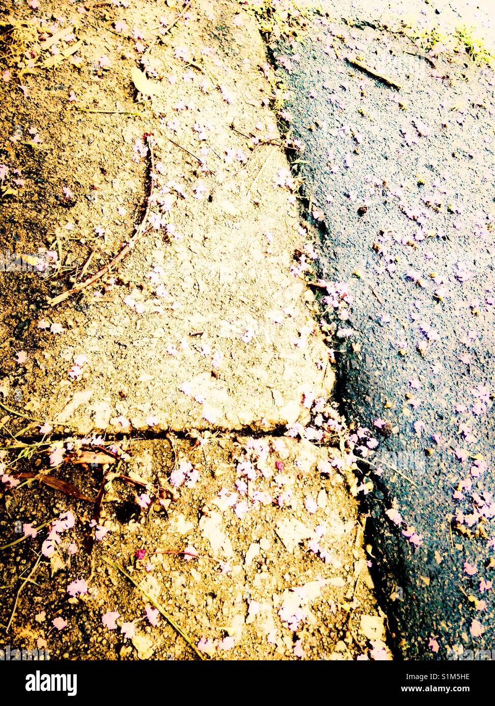 Pink petals on two-toned pavement after a shower - Smartphone Captured Stock Image