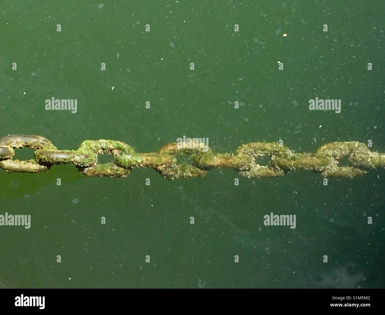 Chain of anchor covered in green algae Stock Photo Alamy