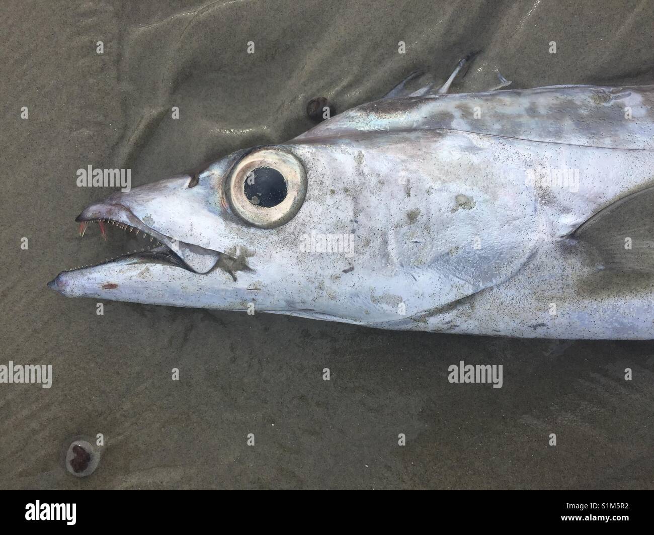 Deep sea fish washed up on beach Stock Photo