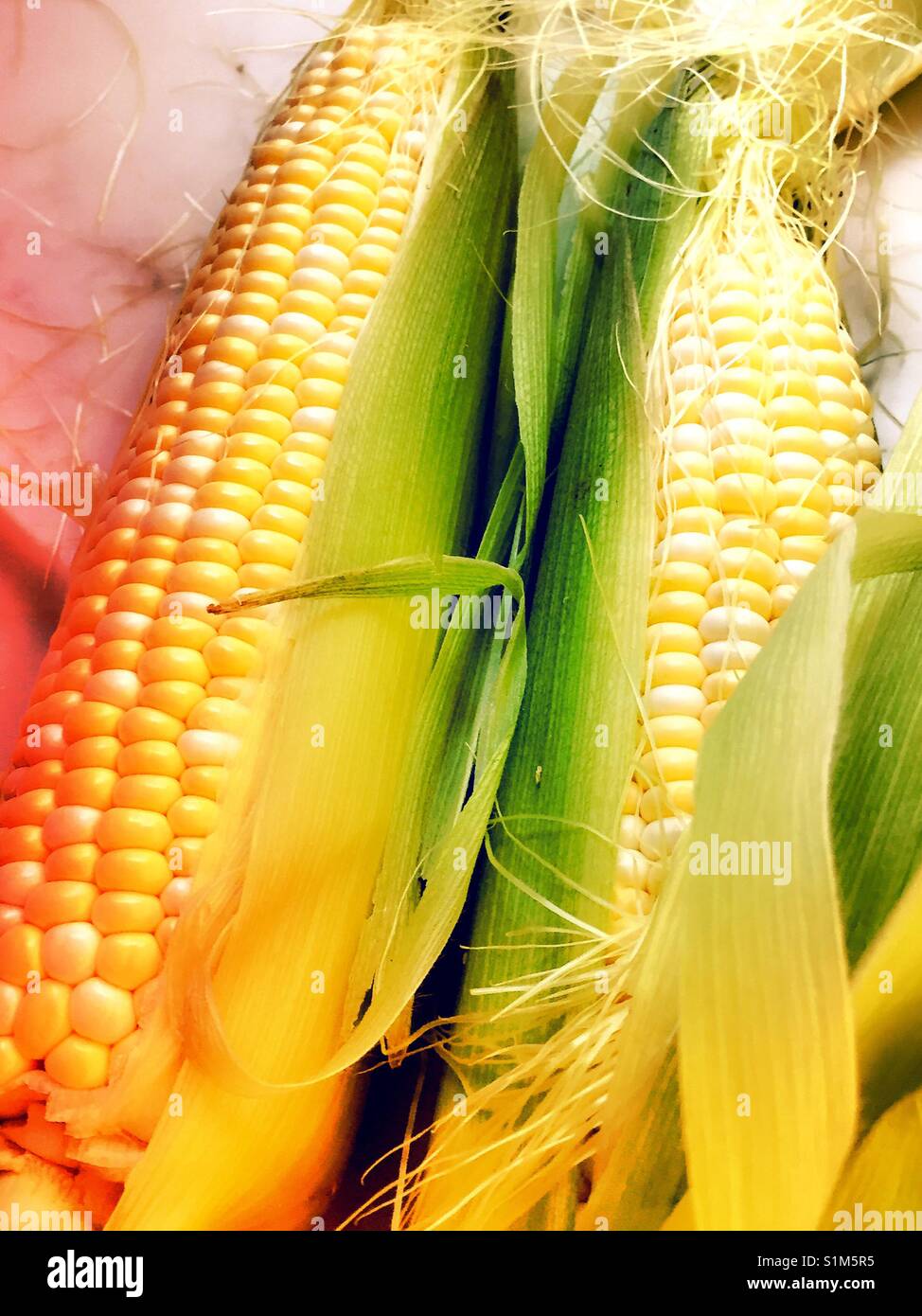 Freshly shucked corn on the cob close up USA - Smartphone Captured Stock Image