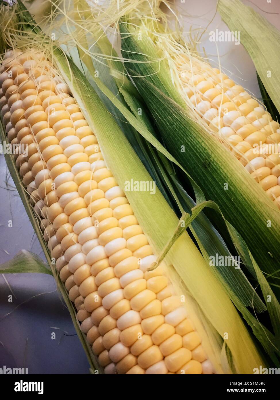 Freshly shucked corn on the cob close up, USA - Smartphone Captured Stock Image