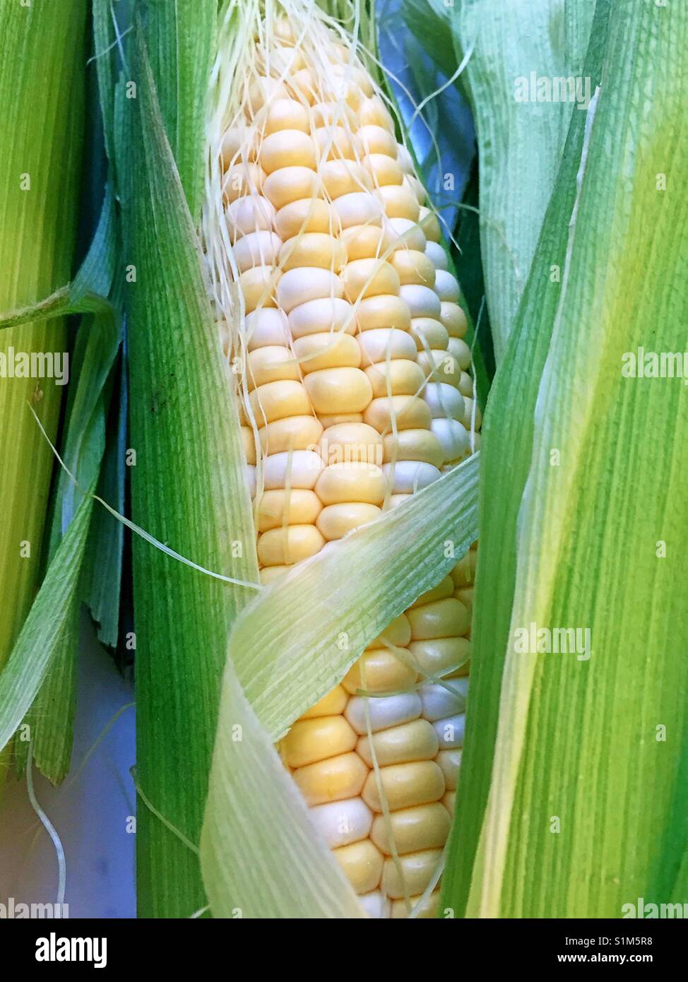 Freshly shucked corn on the cob close up USA - Smartphone Captured Stock Image