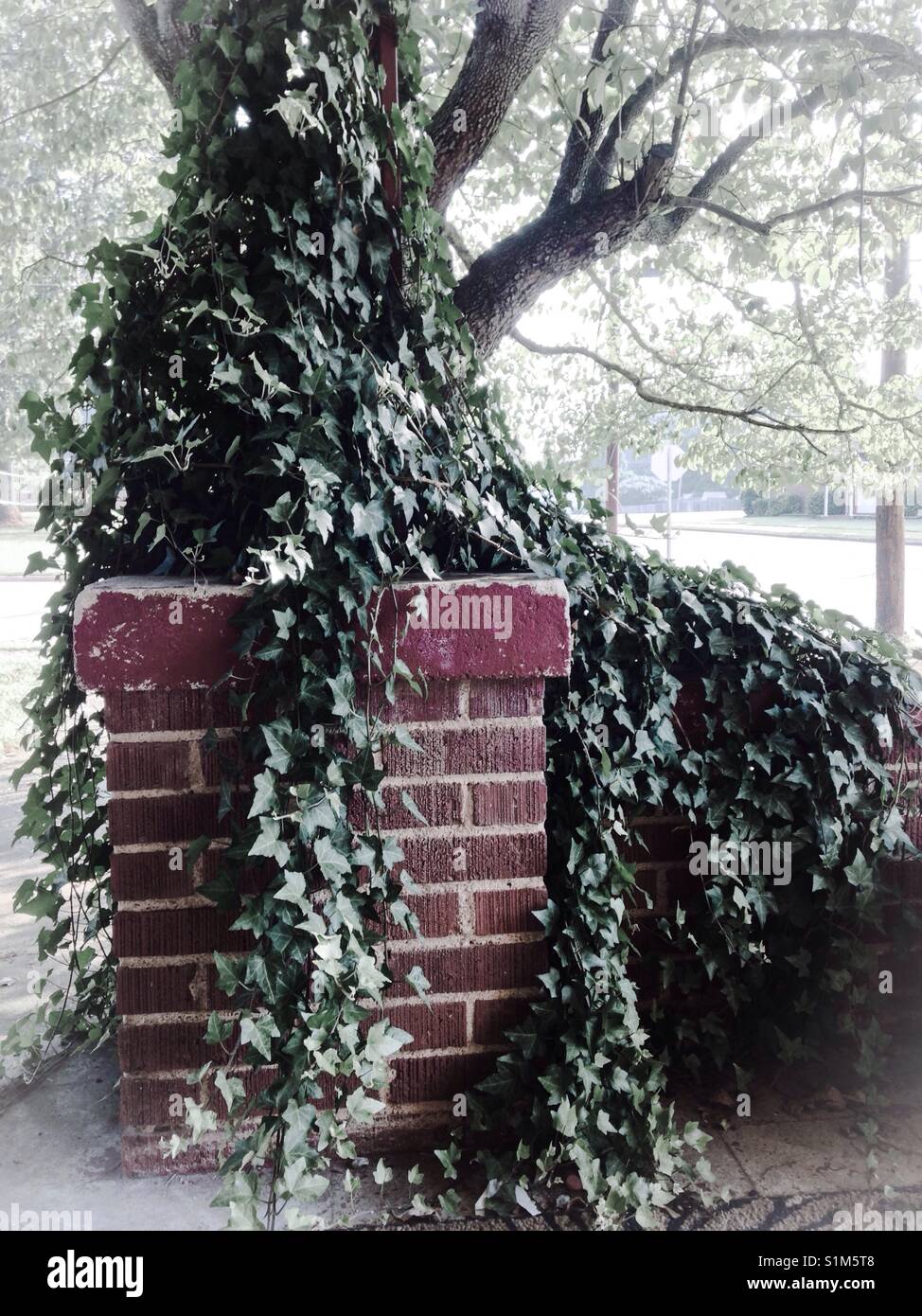Overgrown ivy- ivy grows wildly over brick pillar and railing on front porch Stock Photo