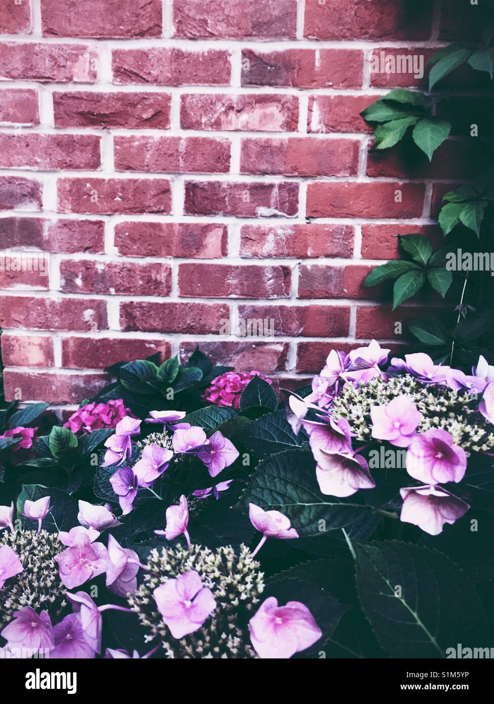 Pink hydrangea flowers with brick wall Stock Photo
