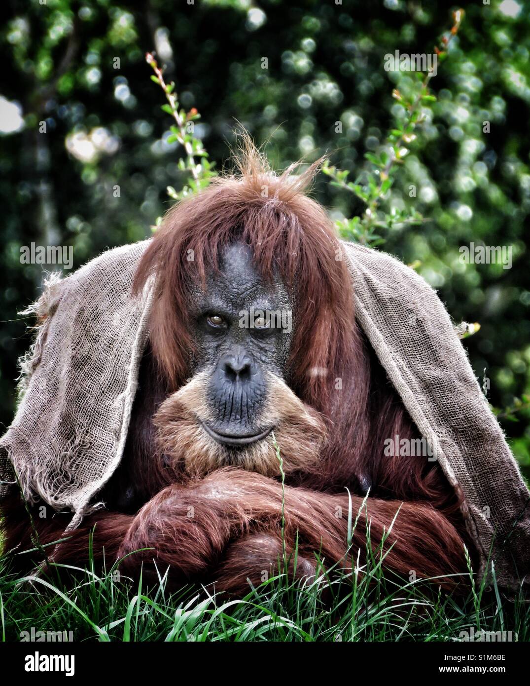 Orangutang Stock Photo