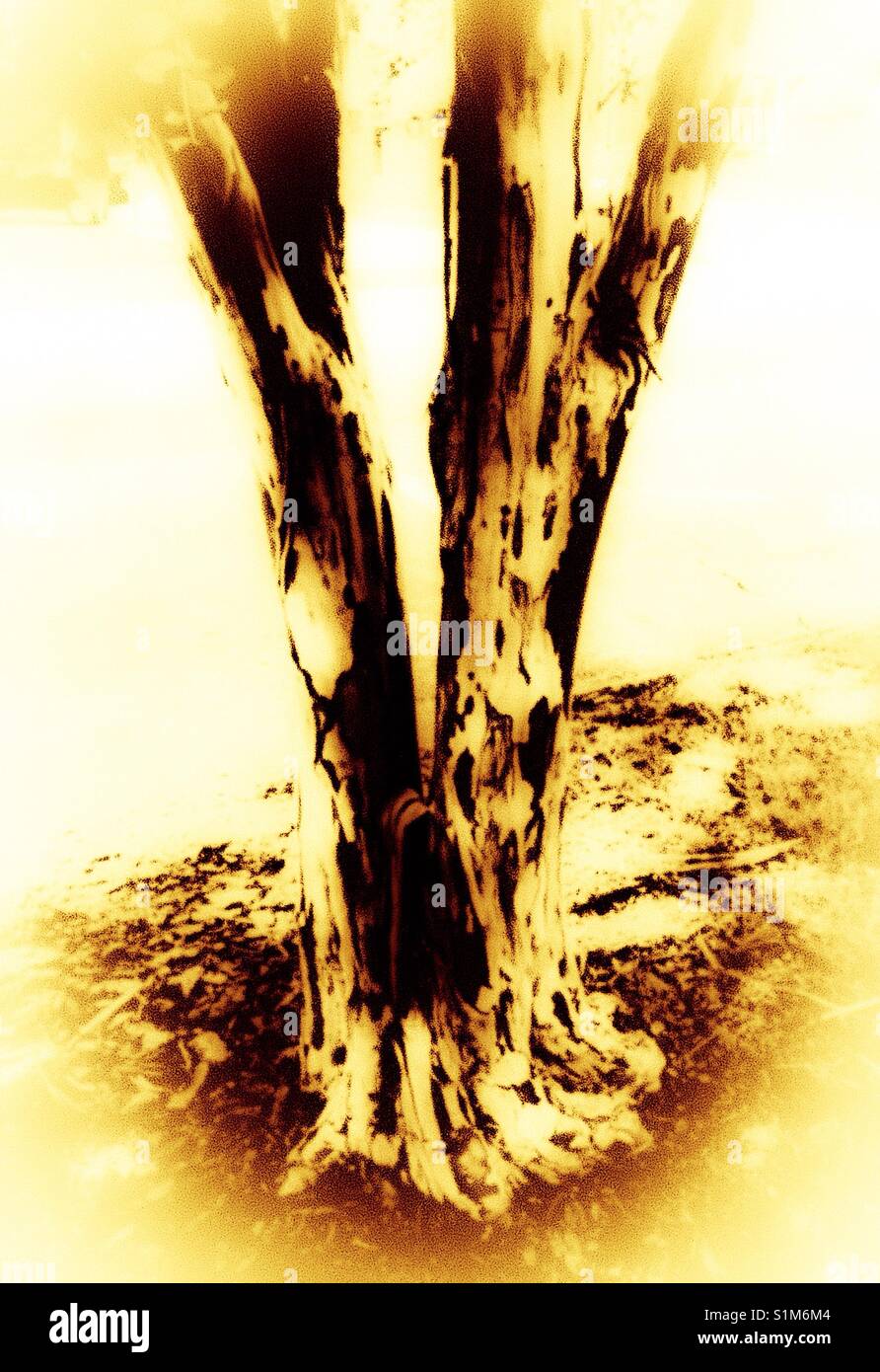 Variegation- unique texture of Crepe Myrtle tree trunk with golden filter - Smartphone Captured Stock Image