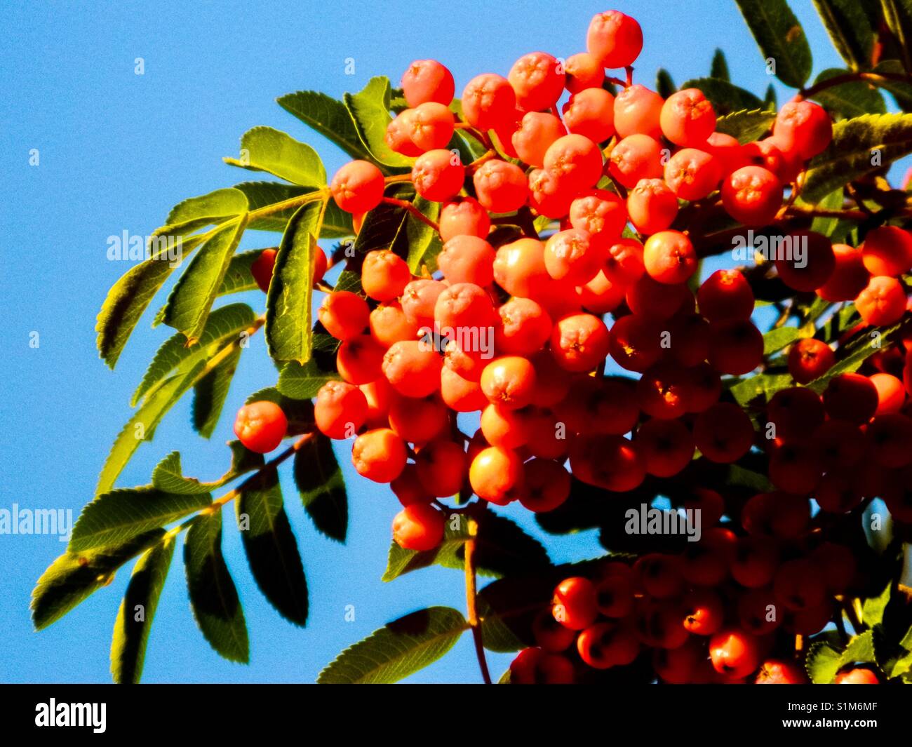 Rowan berry Stock Photo