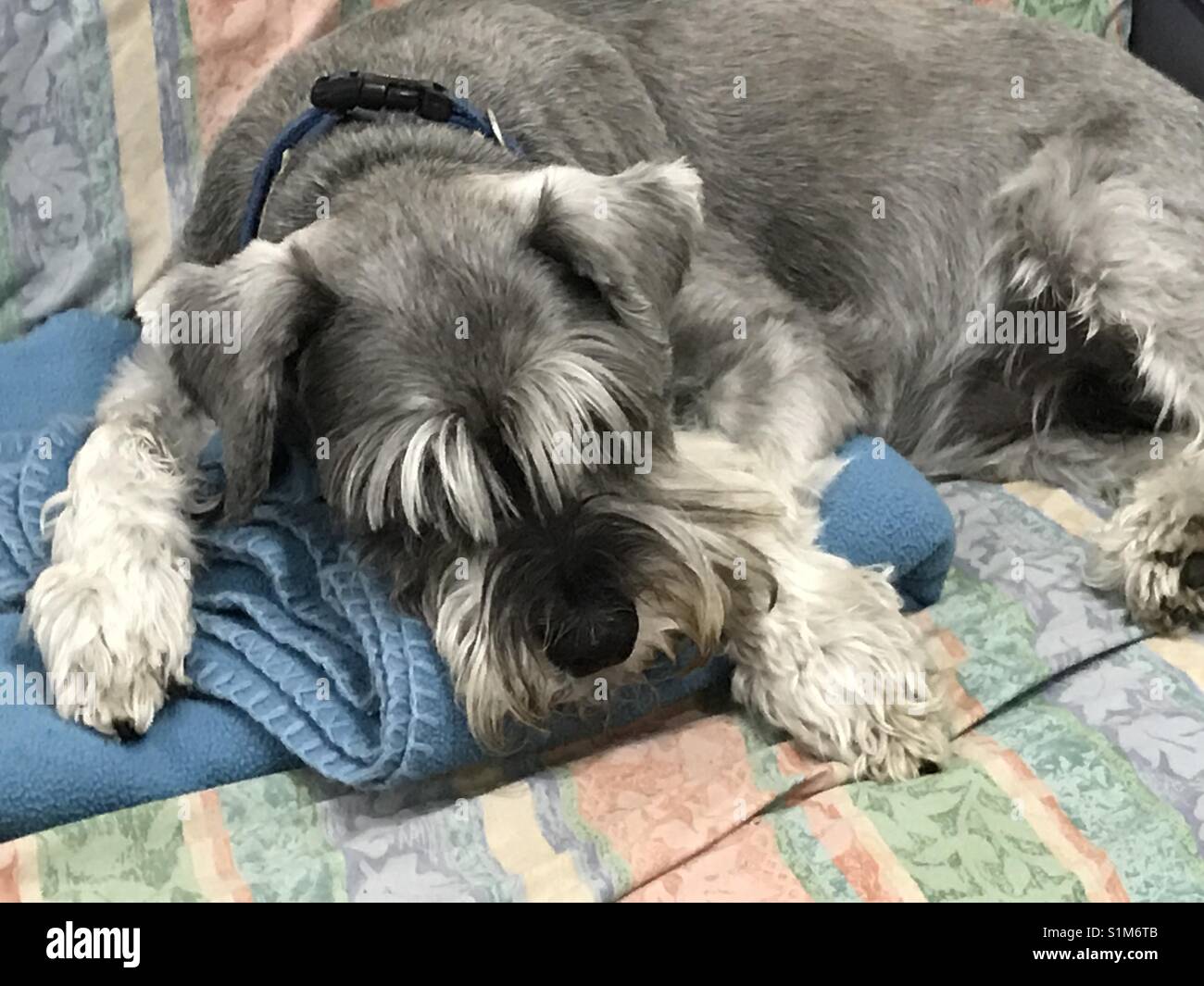 How Much Do Schnauzers Sleep