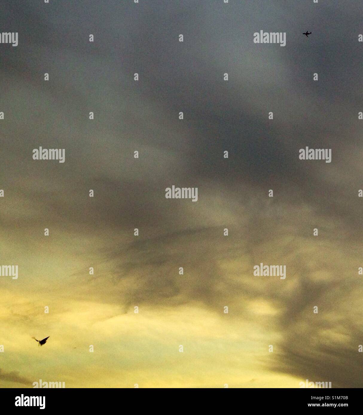 It's a bird, it's a plane... - Smartphone Captured Stock Image