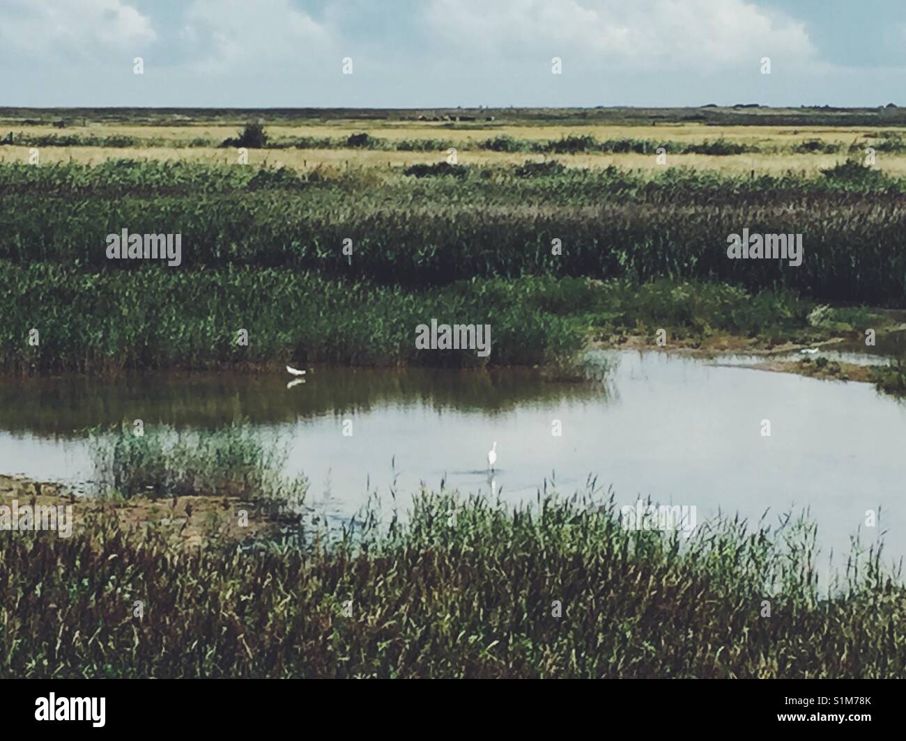 Wildlife on marshes at Blakeney Beach, North Norfolk, UK - Smartphone Captured Stock Image