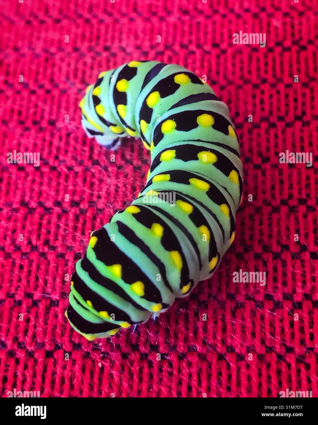 eastern black swallowtail caterpillar - Smartphone Captured Stock Image