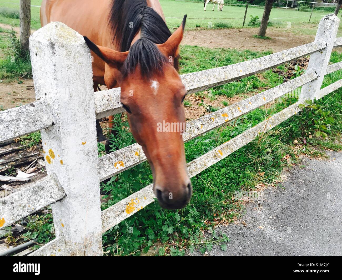Horse and white fence against green field - Smartphone Captured Stock Image