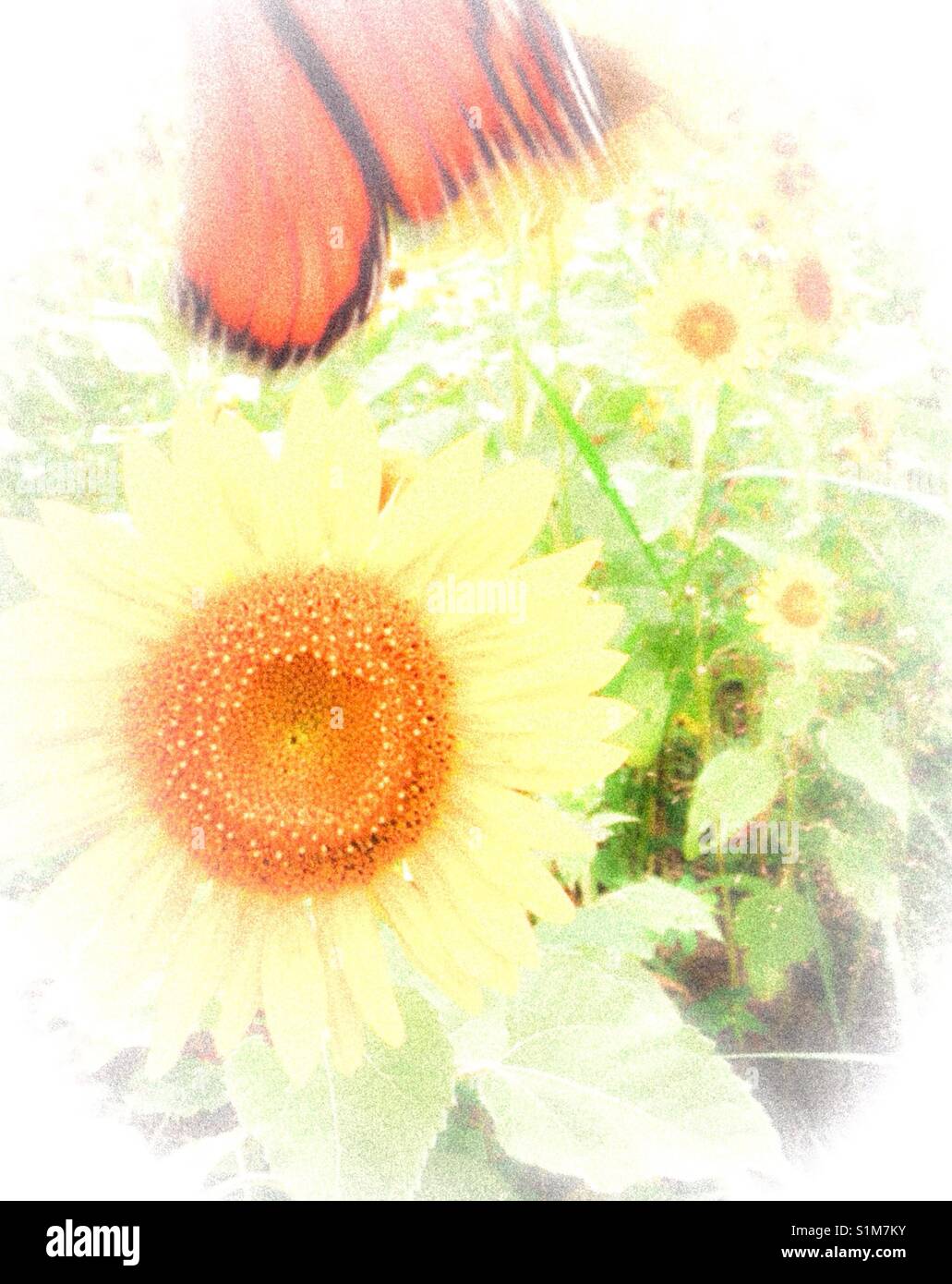 Flight of the butterfly at sunflower field, mid morning light, with soft pale filter - Smartphone Captured Stock Image