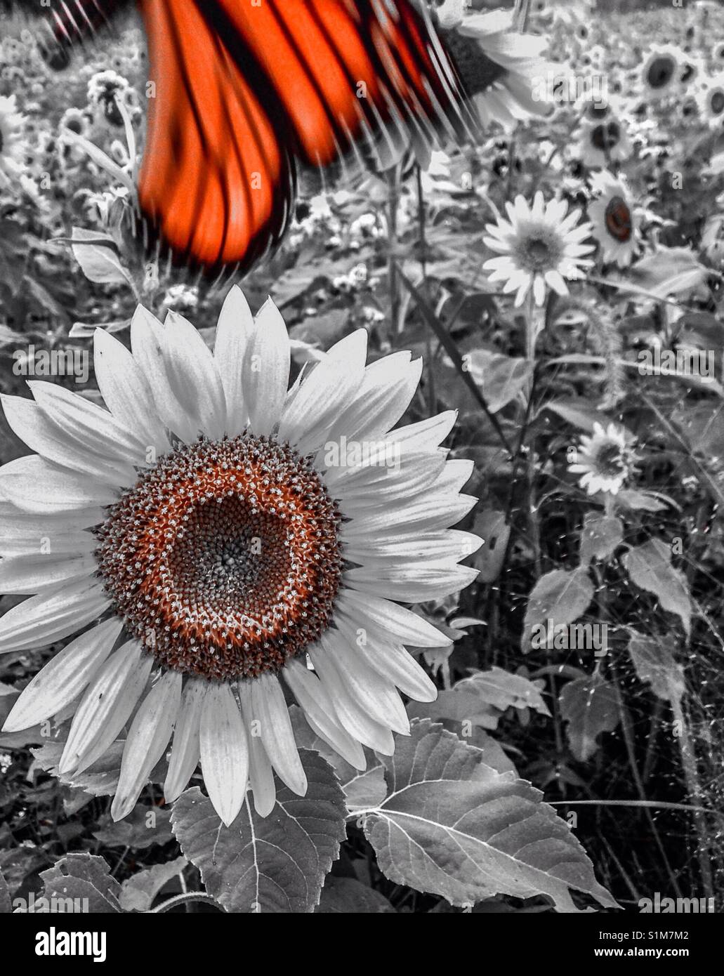 Orange color pop photo of sunflower and flying monarch butterfly Stock Photo