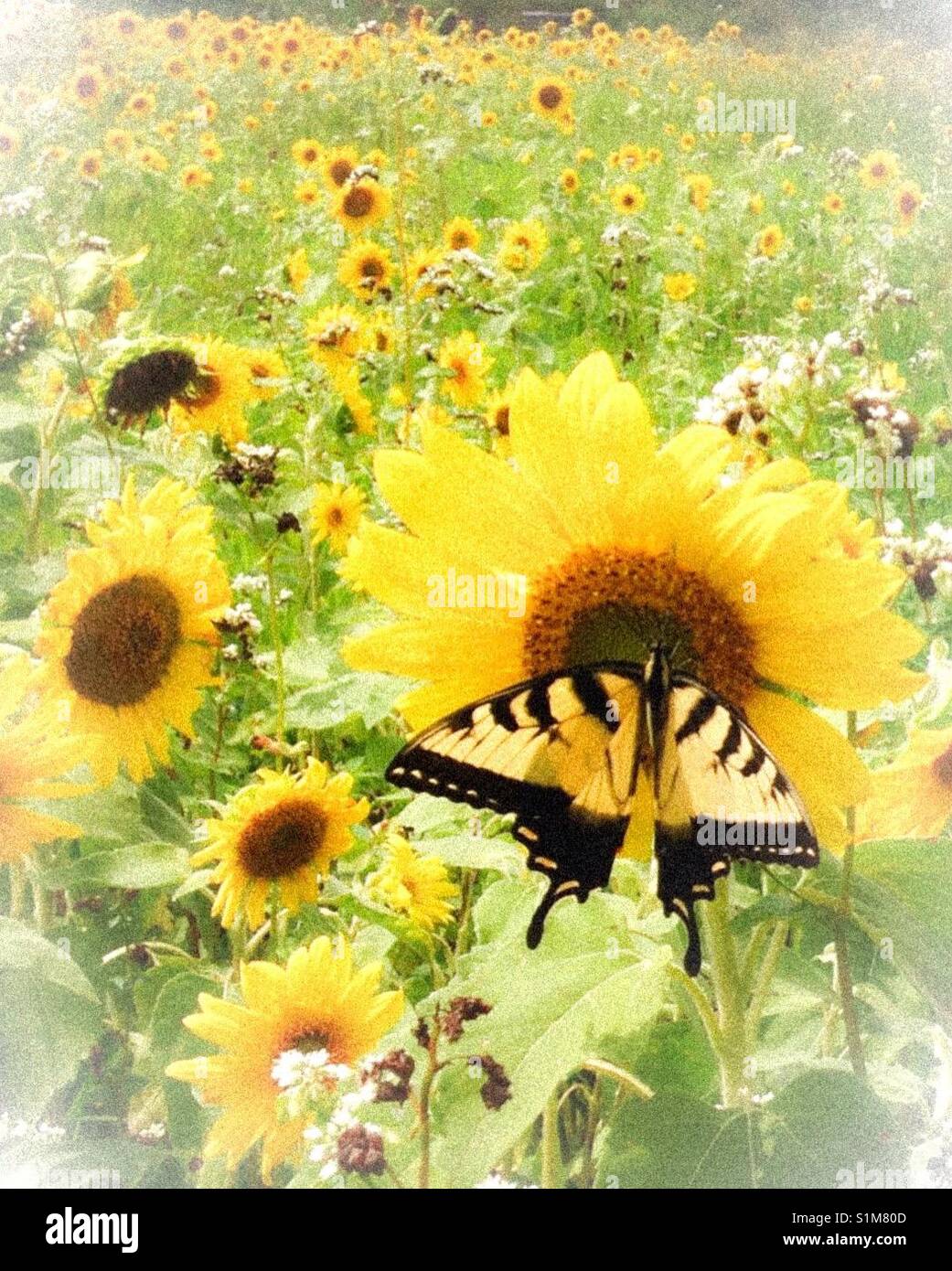 Soft focus filter on photo of yellow butterfly in field of sunflowers - Smartphone Captured Stock Image