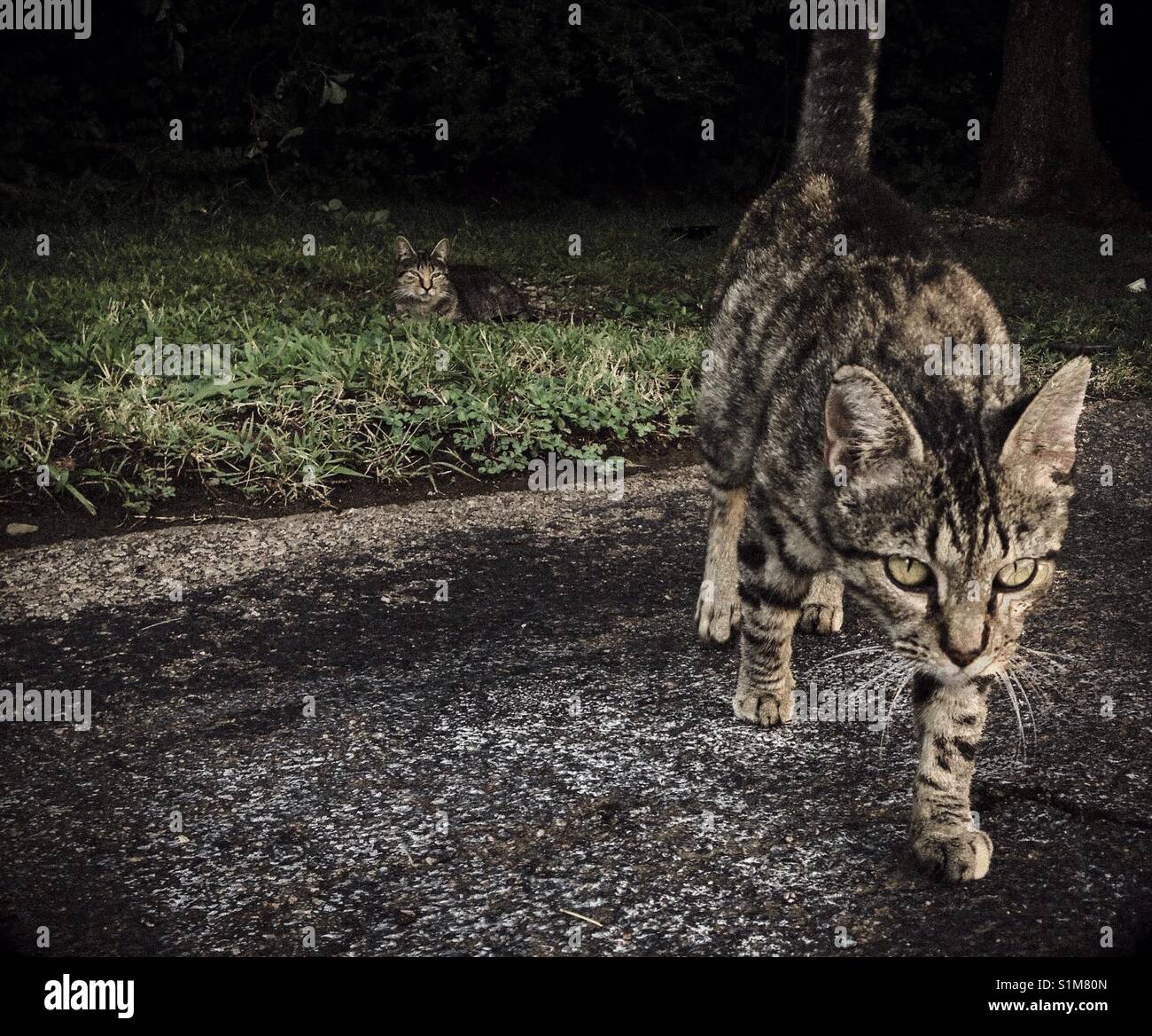 One semi-feral cat approaches, while another remains distant - Smartphone Captured Stock Image