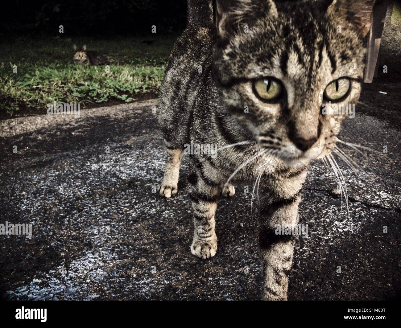 Something catty this way comes- semi-feral cat approaches camera - Smartphone Captured Stock Image