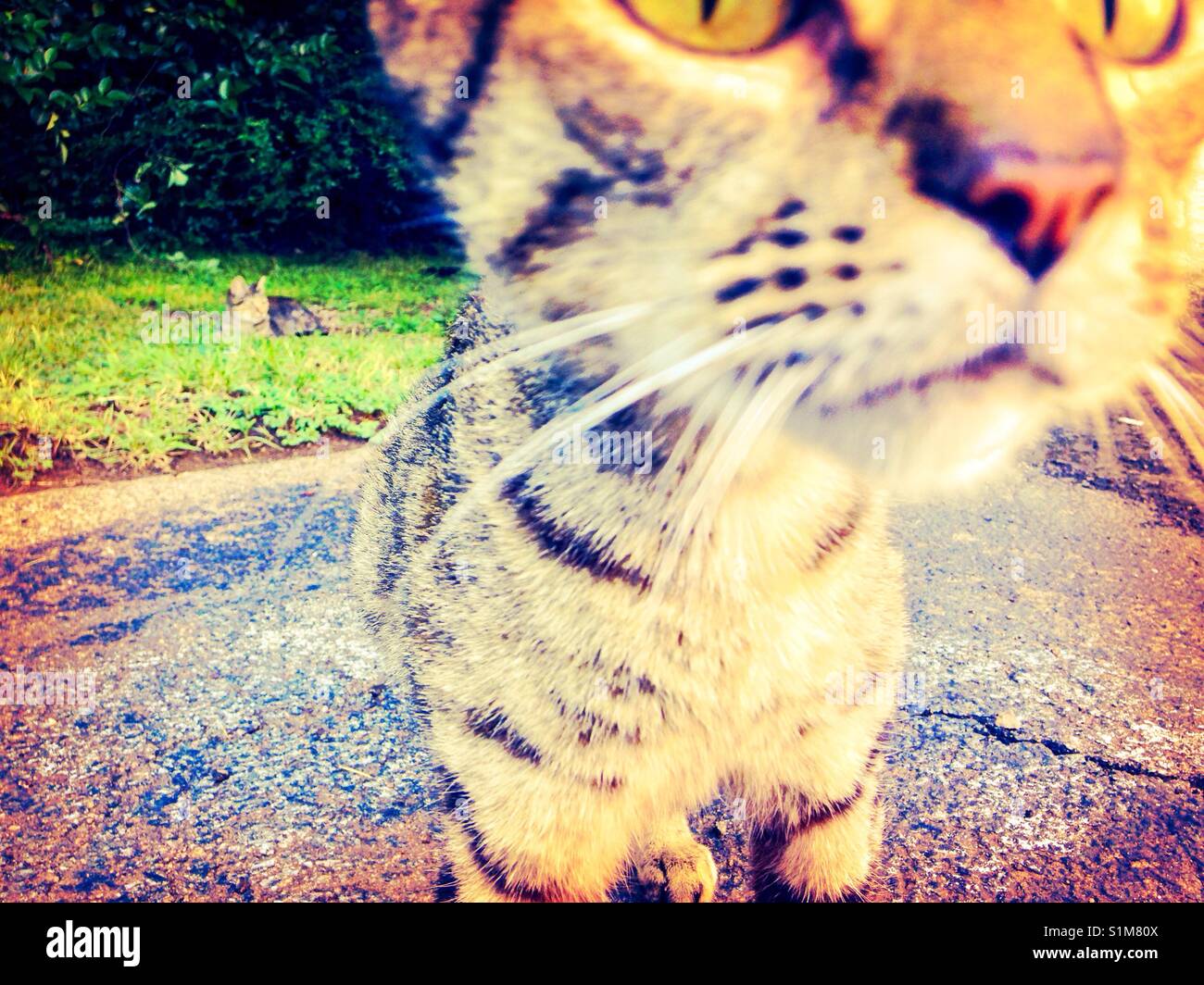 Curious kitty- semi-feral cat overcomes fear and approaches camera hoping for treats - Smartphone Captured Stock Image