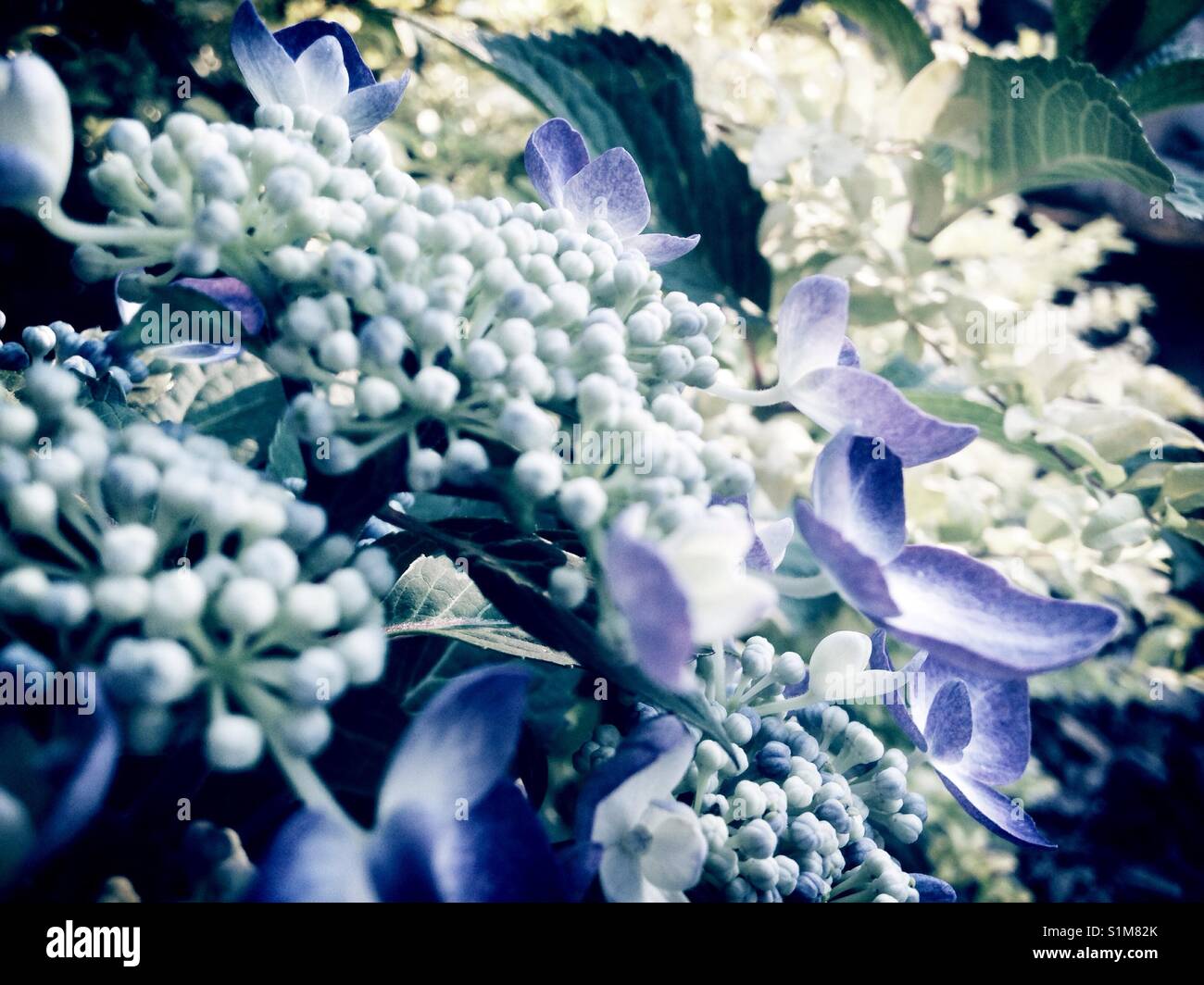 Lavender, blue- hydrangea blossoms - Smartphone Captured Stock Image