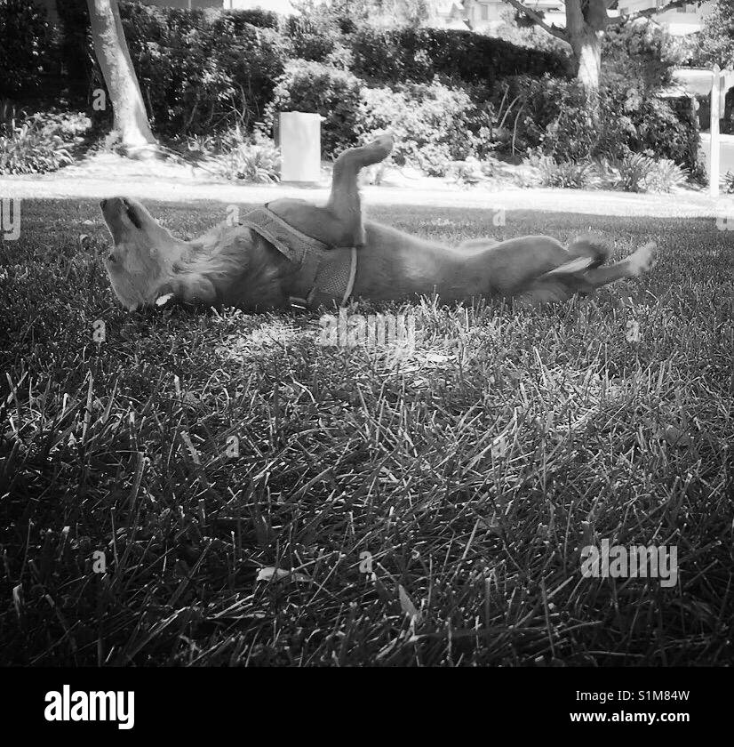 Dog playing dead Stock Photo Alamy