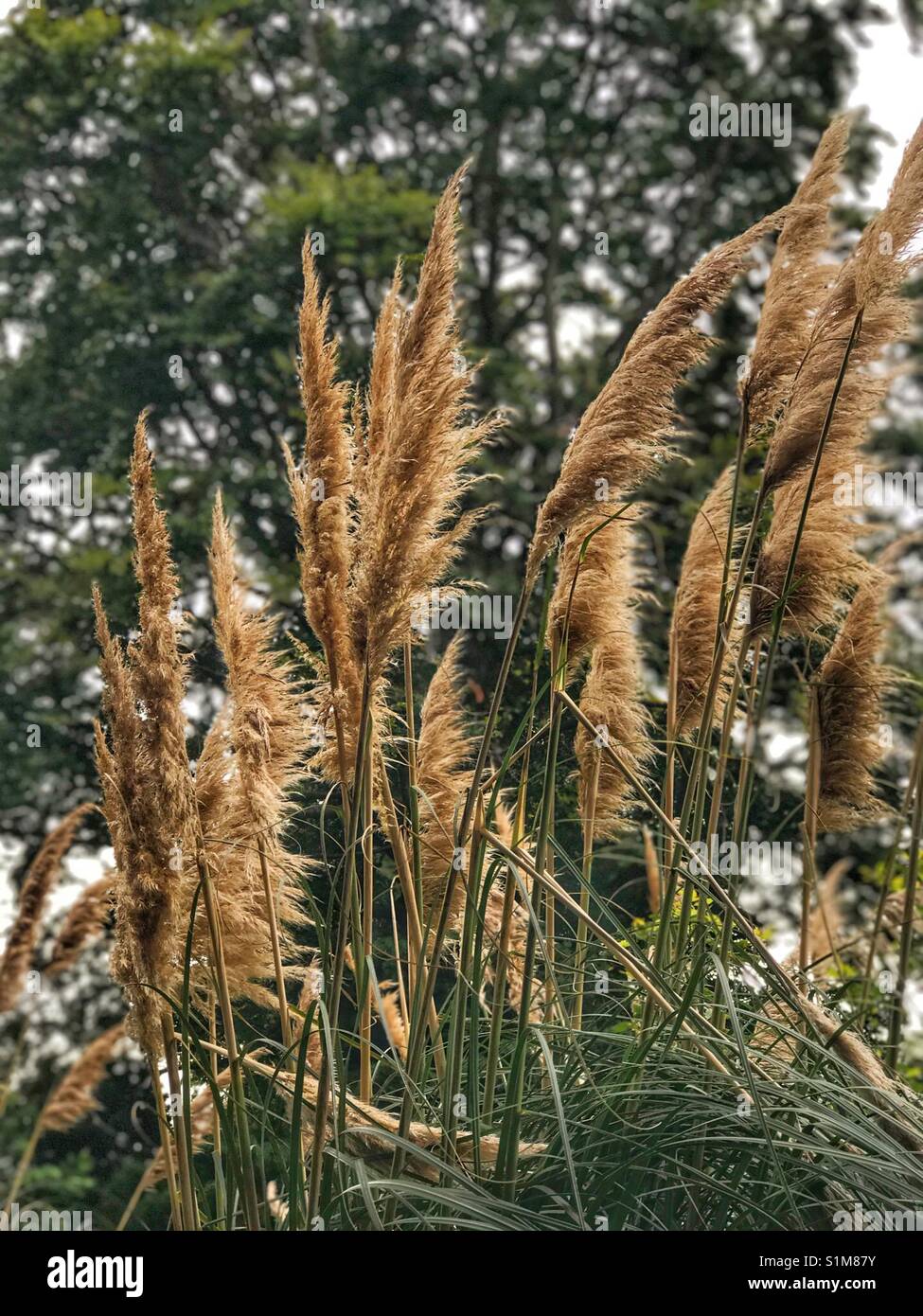 Beautiful golden ornamental pampas grass against blurred tree background - Smartphone Captured Stock Image