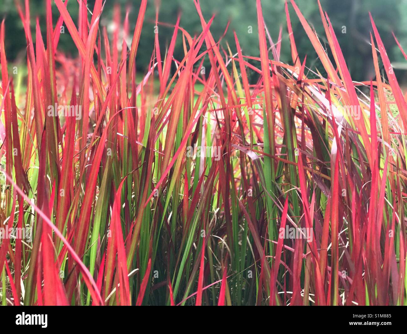 Looking through beautiful red and green colours of grass in summer - Smartphone Captured Stock Image Looking through beautiful red and green colours of grass in summer - Smartphone Captured Stock Image