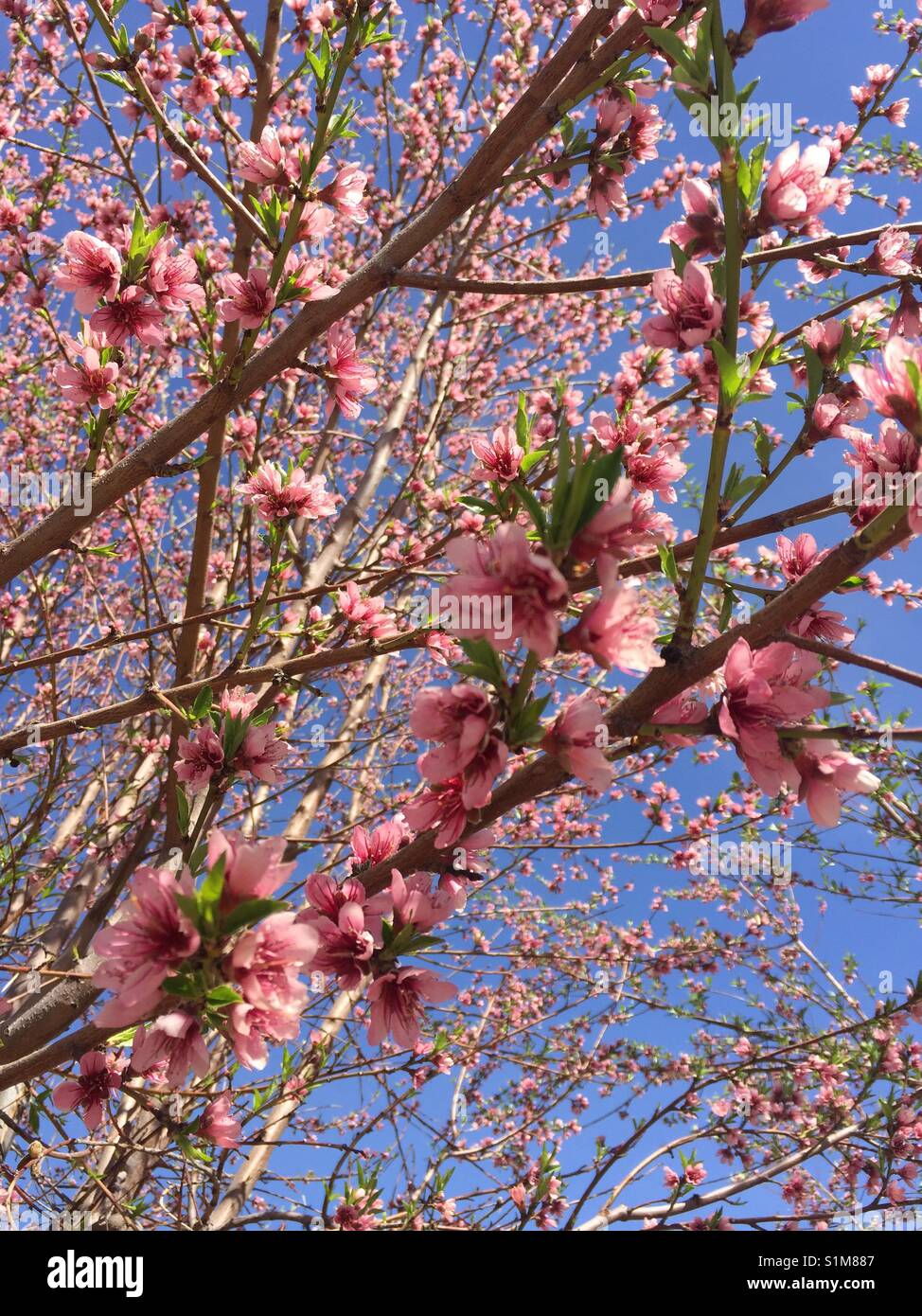 Almond Flower Stock Photo 310846823 Alamy