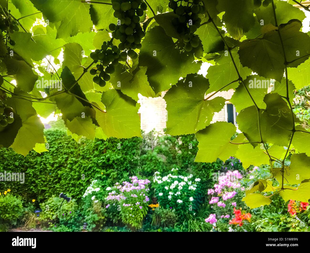 Grapes and flowers in a backyard, Canada - Smartphone Captured Stock Image