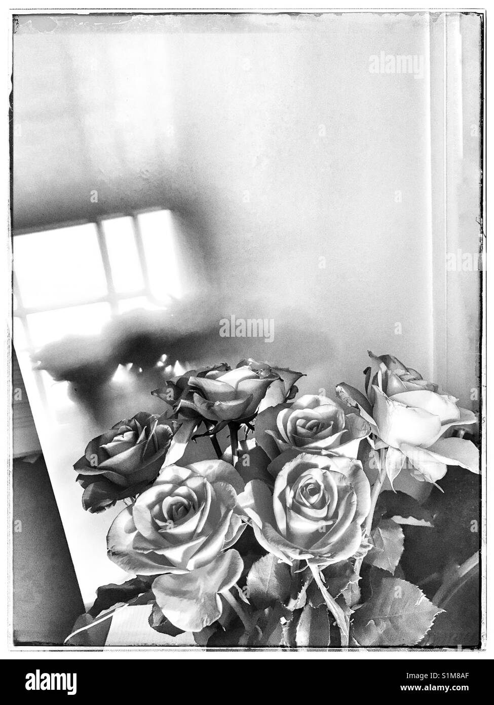 Black and white photo of roses Stock Photo Alamy