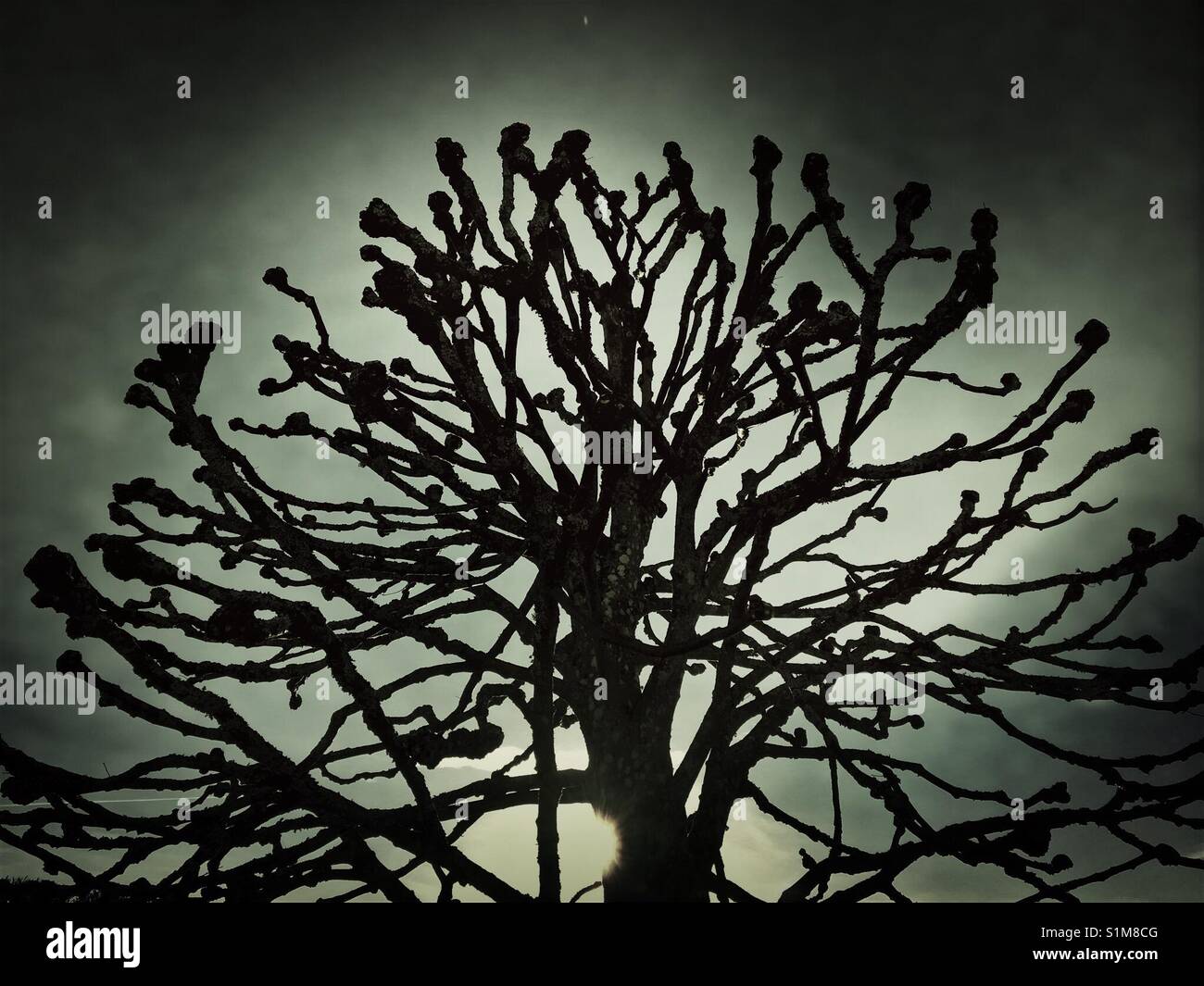 Tree in silhouette - Smartphone Captured Stock Image