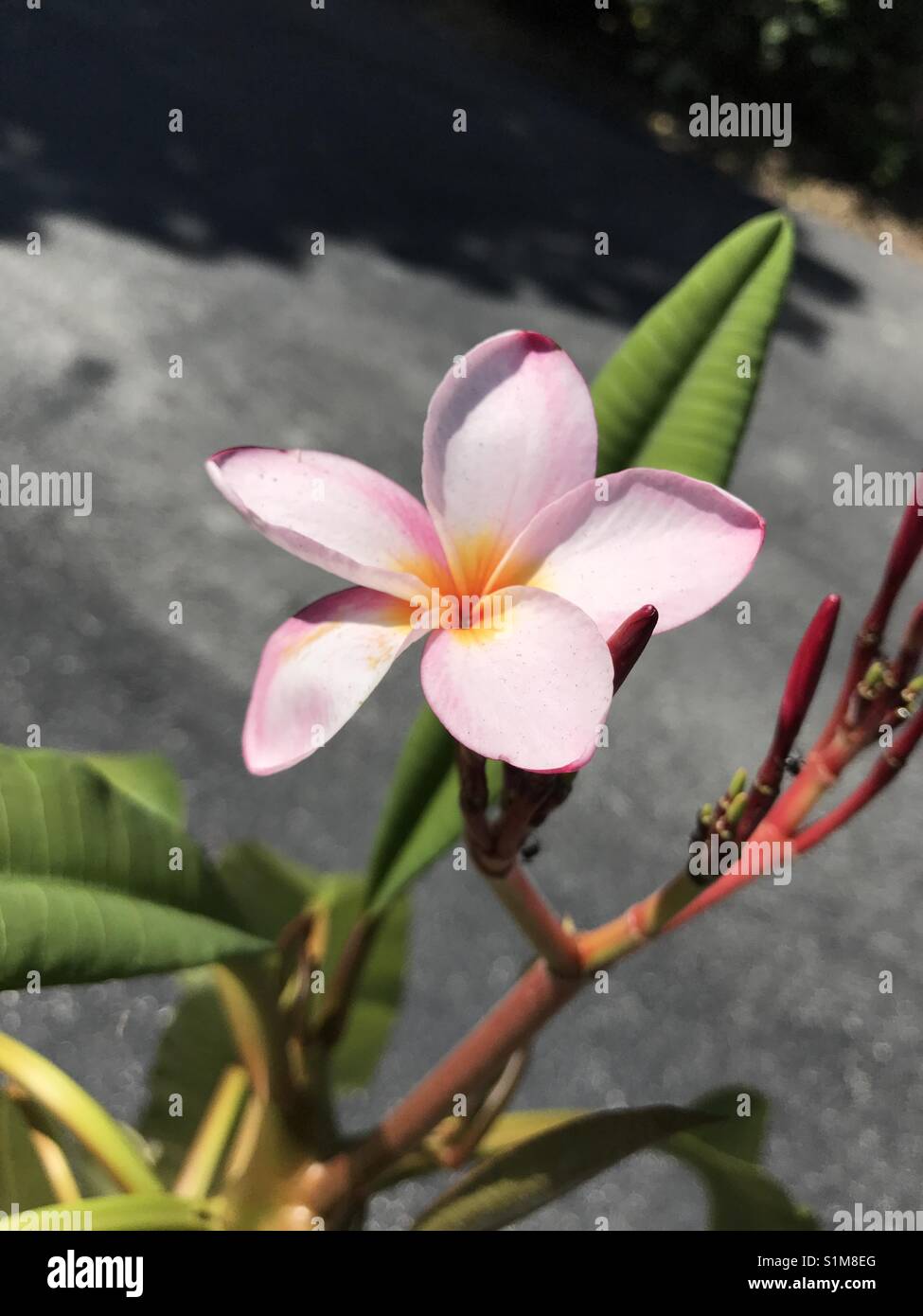 A Beautiful Pink and Yellow Plumeria, also known as a Frangipani, is largely known for its use in Hawaiian leis. - Smartphone Captured Stock Image