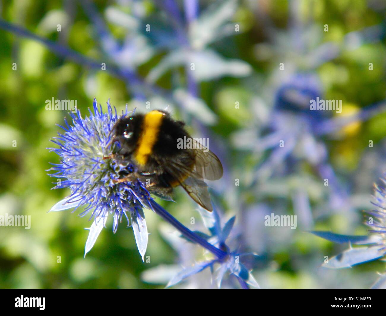 Pollination garden hi-res stock photography and images - Alamy