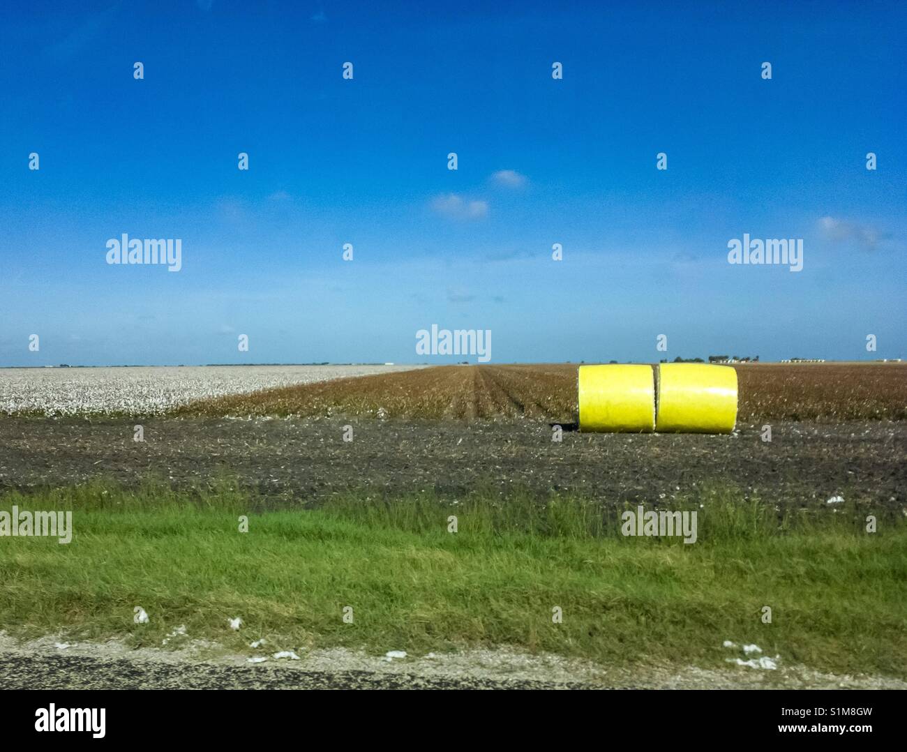 Baled and growing cotton in a Texas field. Stock Photo