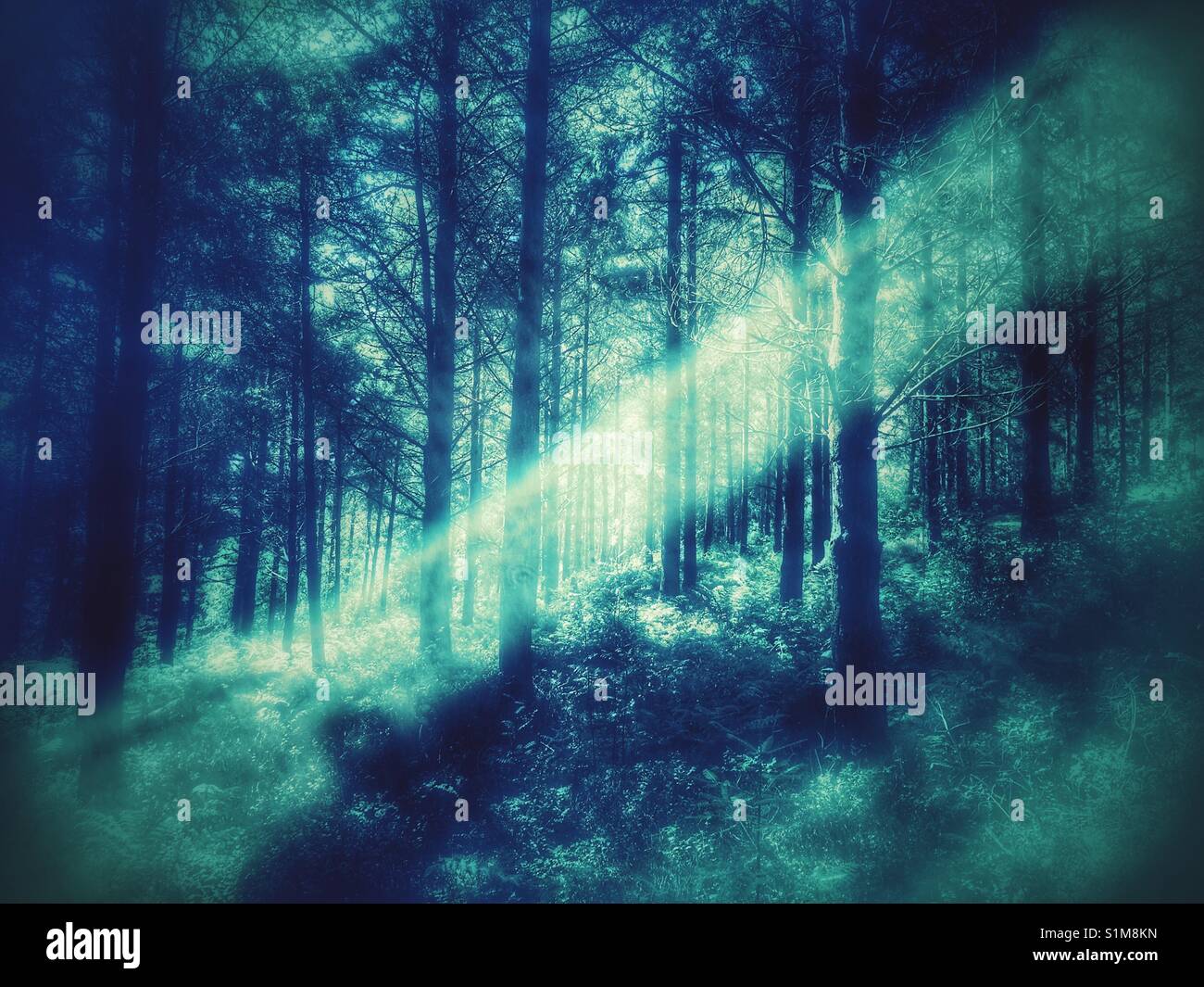 Light rays in pine forest - Smartphone Captured Stock Image Light rays in pine forest - Smartphone Captured Stock Image