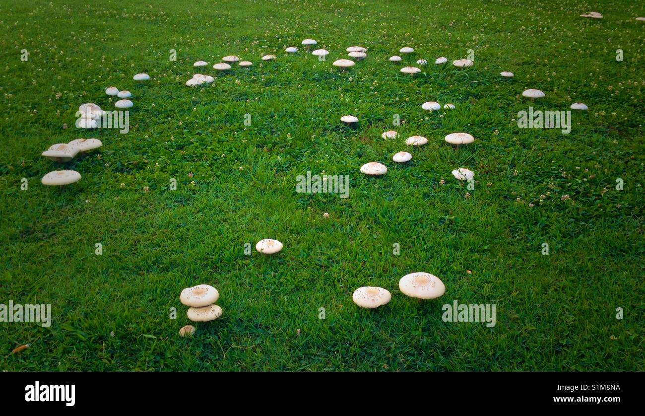 Fairy ring of mushrooms in a field of green grass. Stock Photo