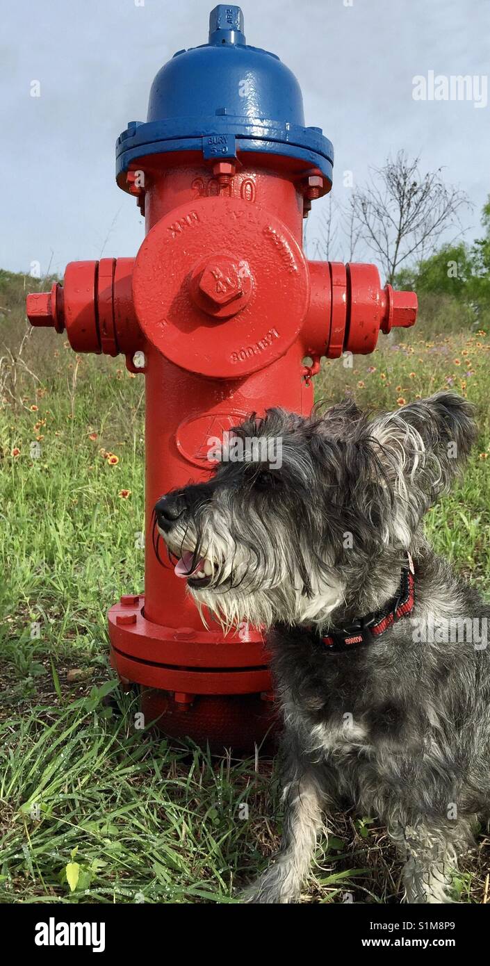 Dog Next to Fire Hydrant Stock Photo Alamy