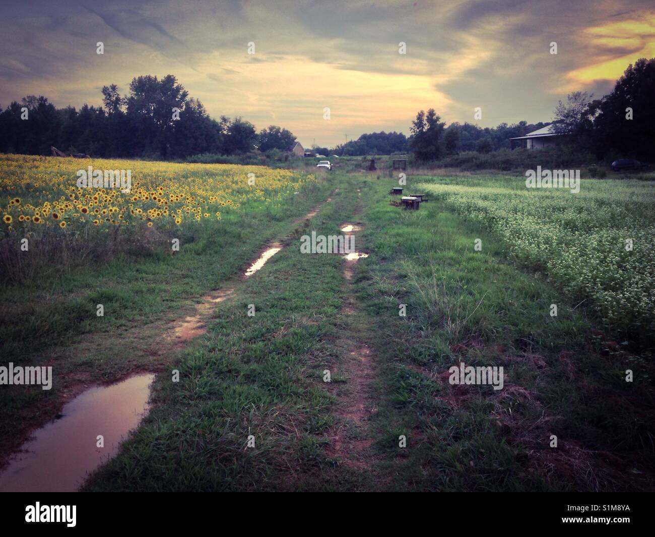 Sunset over rain puddle in dirt path, sunflower field on left, and buckwheat field on right, with bee hive boxes beside drive- North Carolina - Smartphone Captured Stock Image