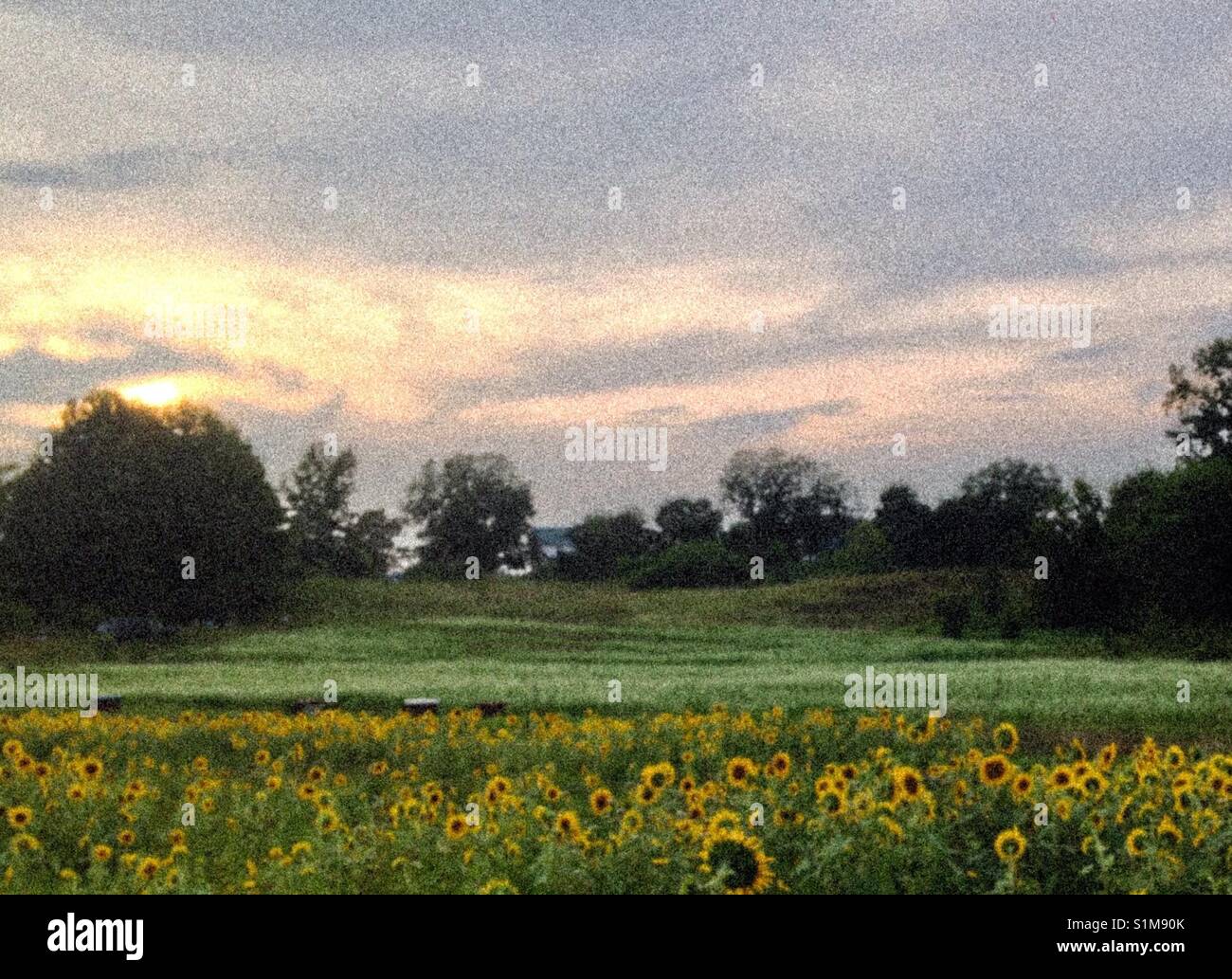 Soft, grainy effect on photo of near sunflower field and farther blossoming white buckwheat field under sun setting sky in North Carolina - Smartphone Captured Stock Image