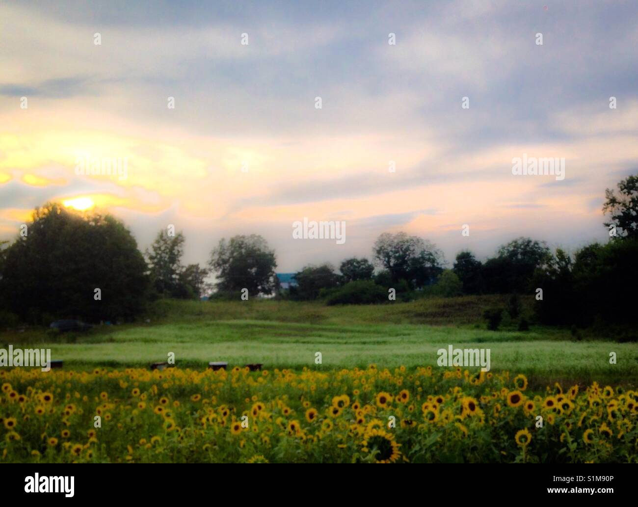 Fuzzy effect on photo of sunflower field in foreground and blossoming white buckwheat field in background under sunset near shed- farm in North Carolina - Smartphone Captured Stock Image