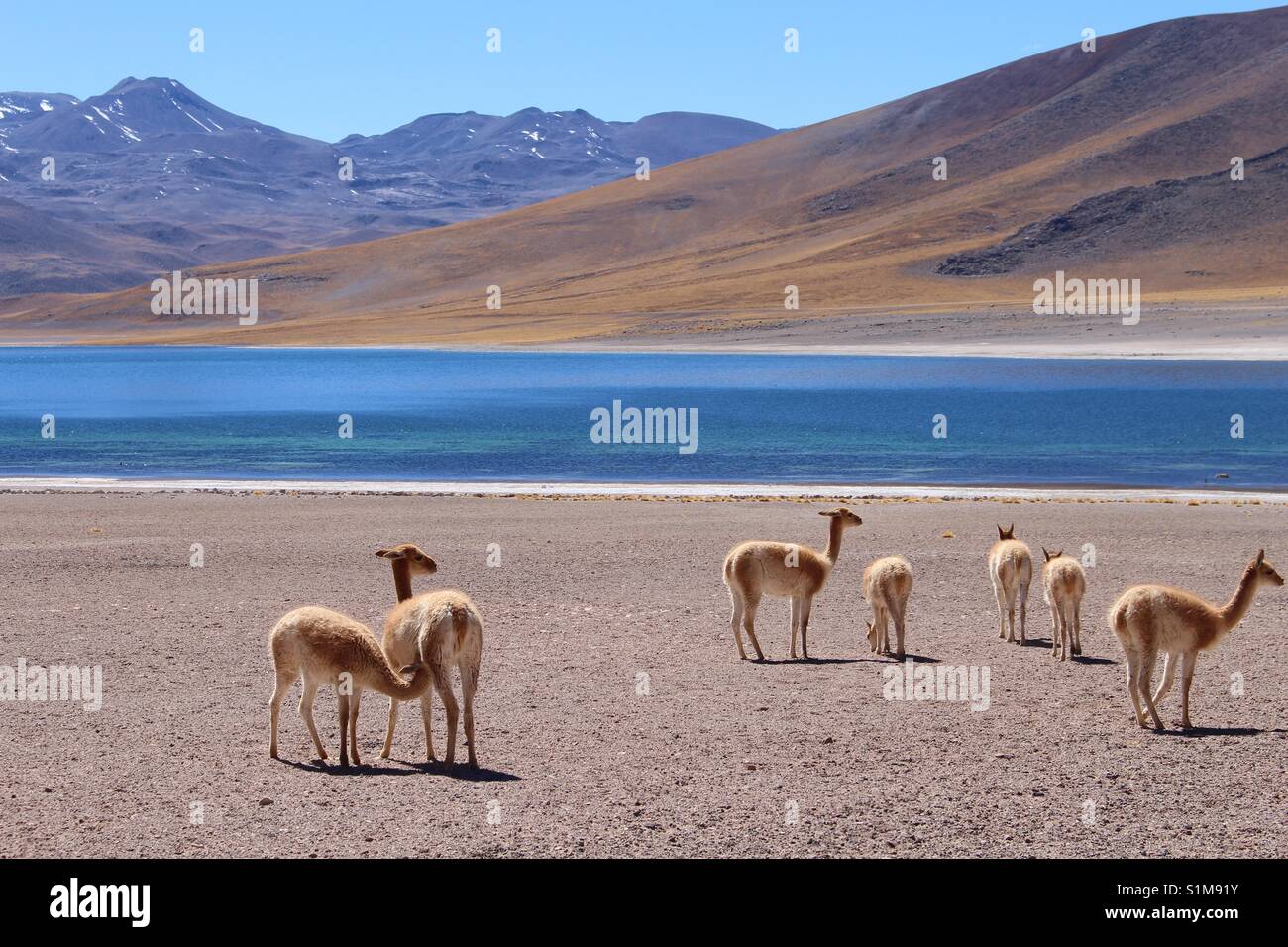 Desert of San Pedro de Atacama, Chile Stock Photo