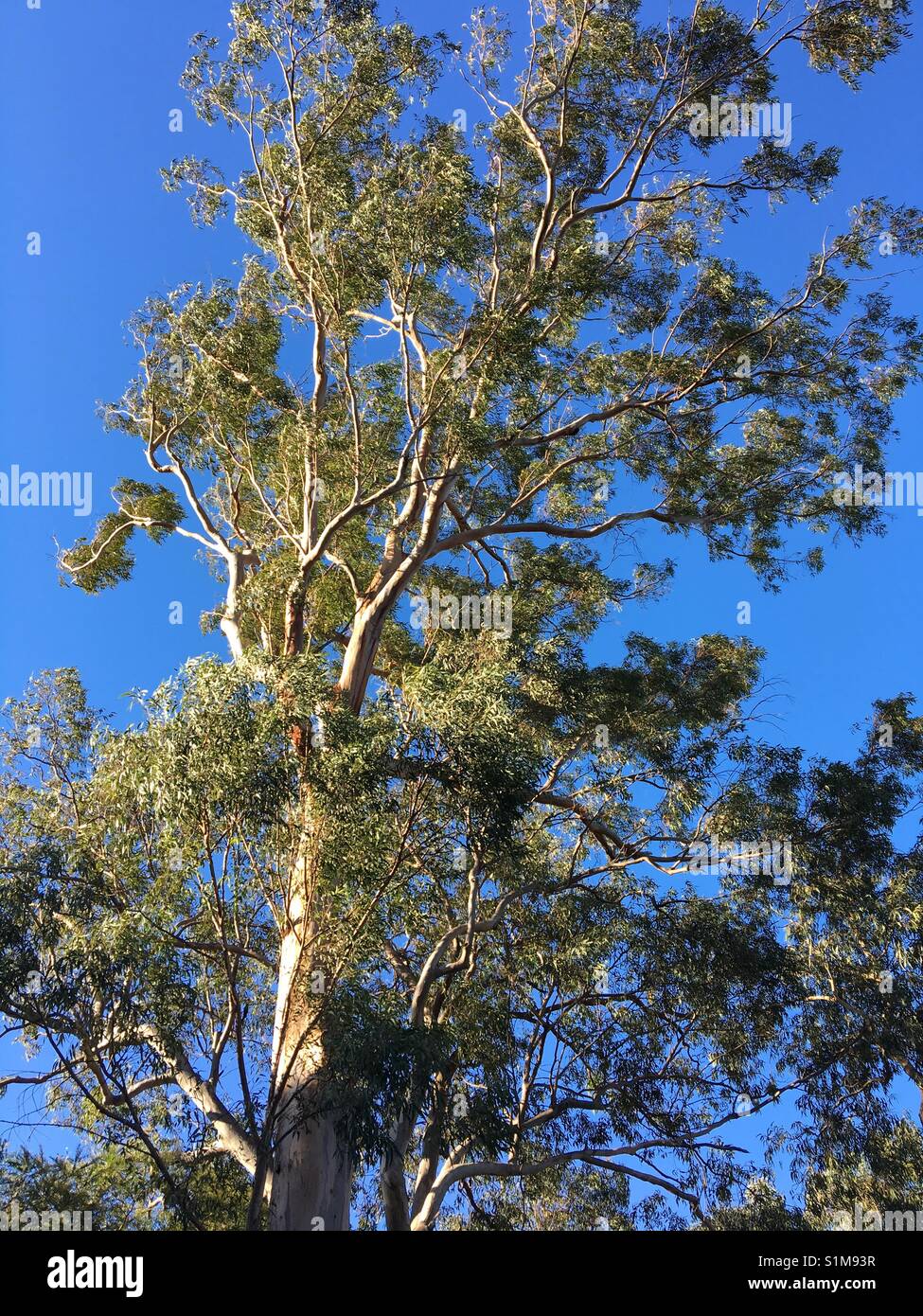 Australian gum tree hires stock photography and images Alamy
