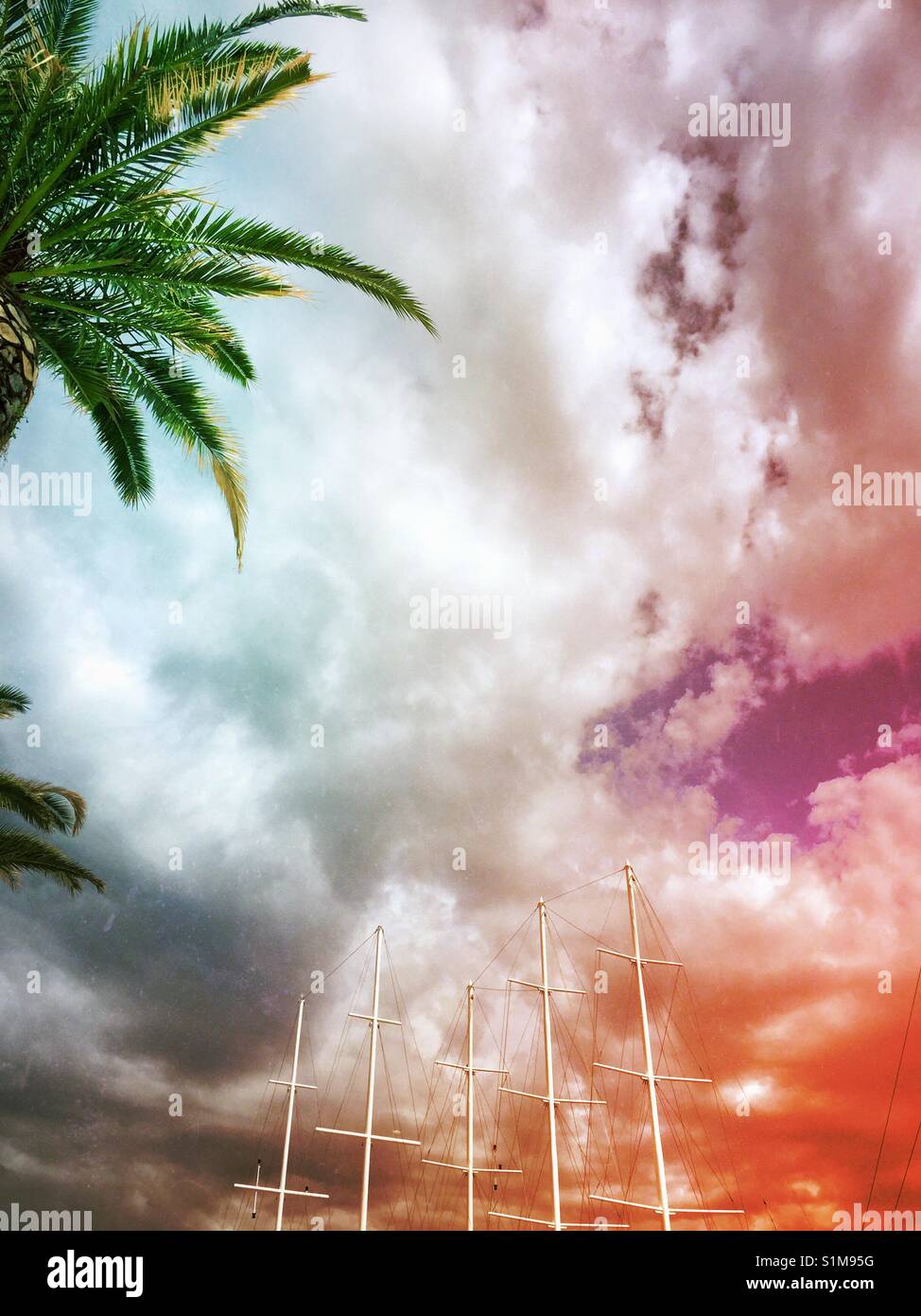 Sailing boat masts and palm trees - Smartphone Captured Stock Image