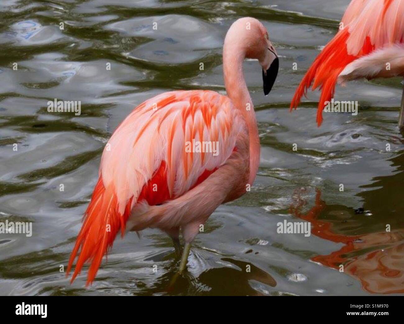 Flamingos wading in water - Smartphone Captured Stock Image