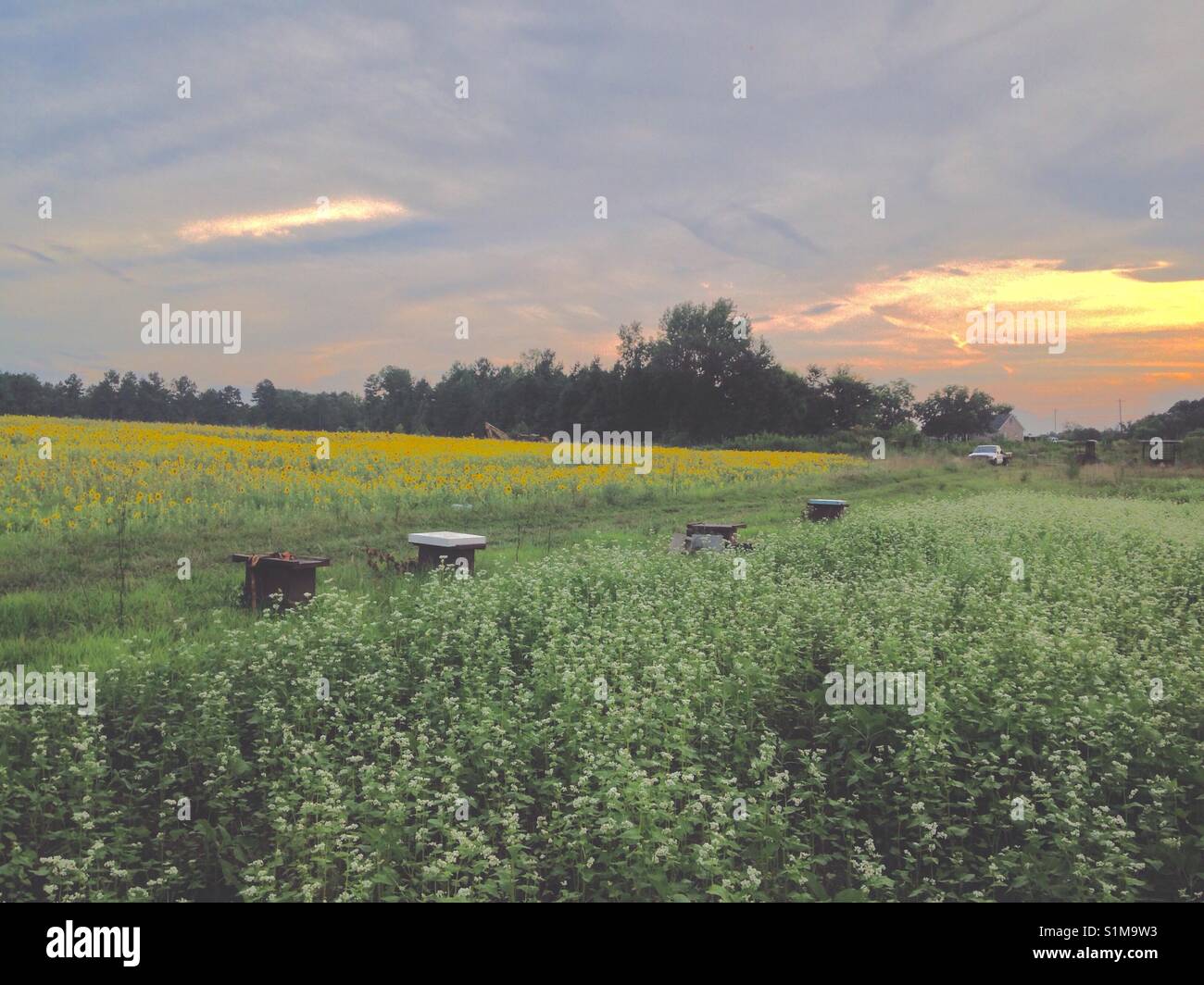 Crisscross clouds- clouds appear woven in sunset sky over fields of sunflowers and buckwheat blossoms, with bee boxes placed between them - Smartphone Captured Stock Image