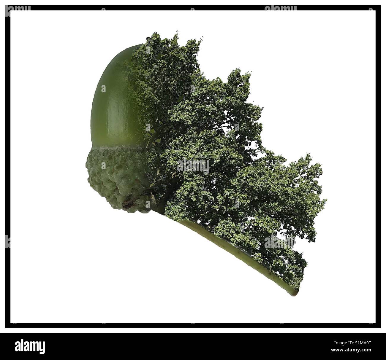 Acorn and oak tree blended together - Smartphone Captured Stock Image