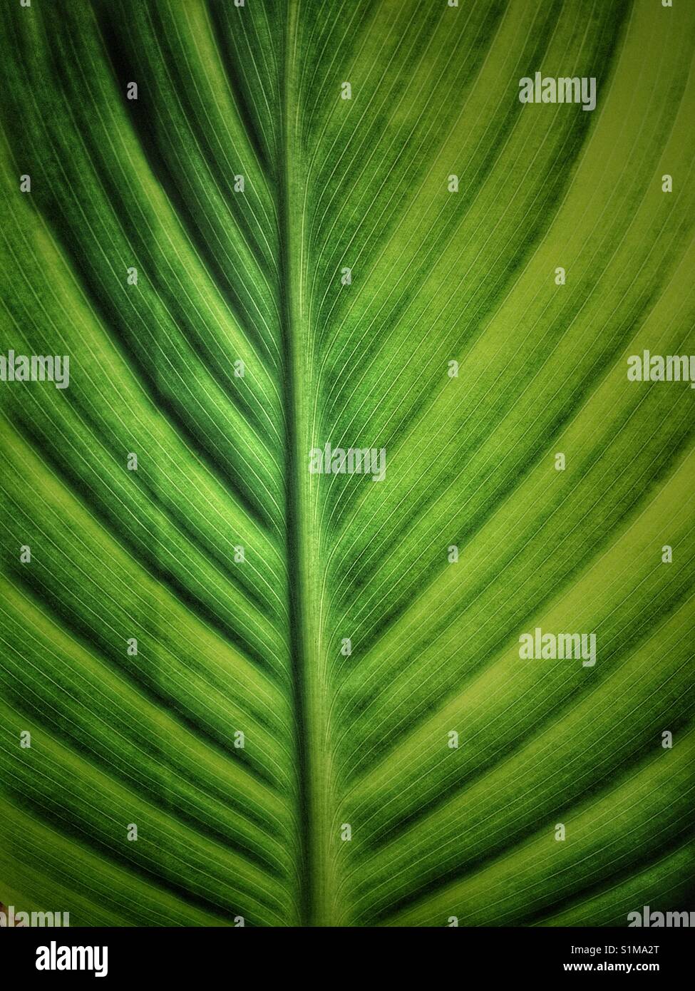 Canna leaf - Smartphone Captured Stock Image