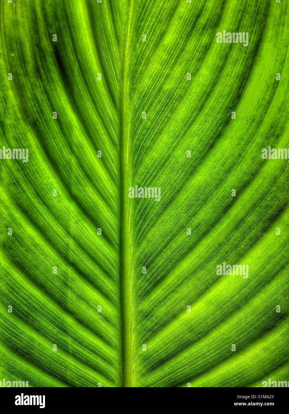 Canna leaf - Smartphone Captured Stock Image