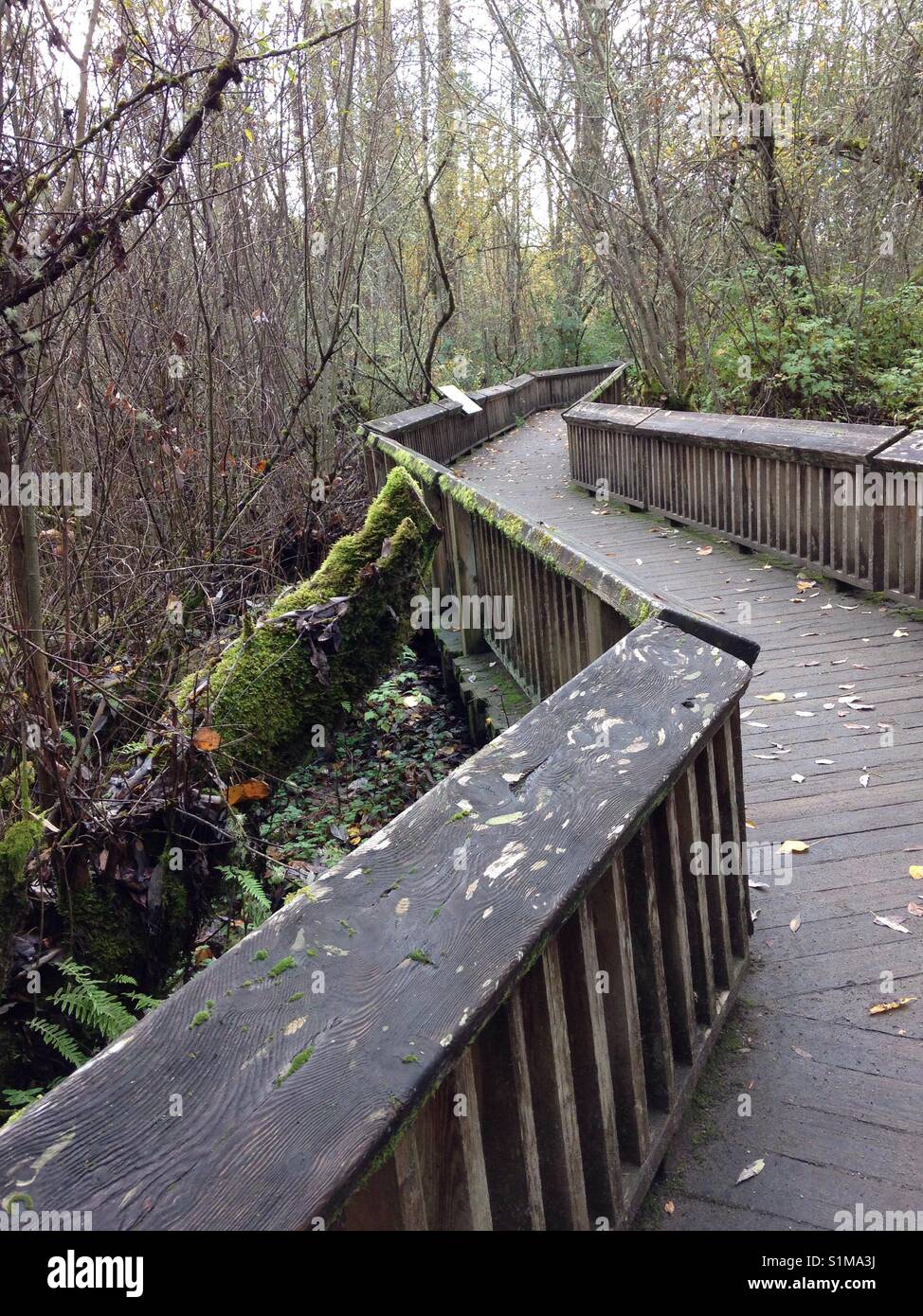 Nisqually Wildlife Preserve in Washington State, USA. Boardwalk through nature. Stock Photo