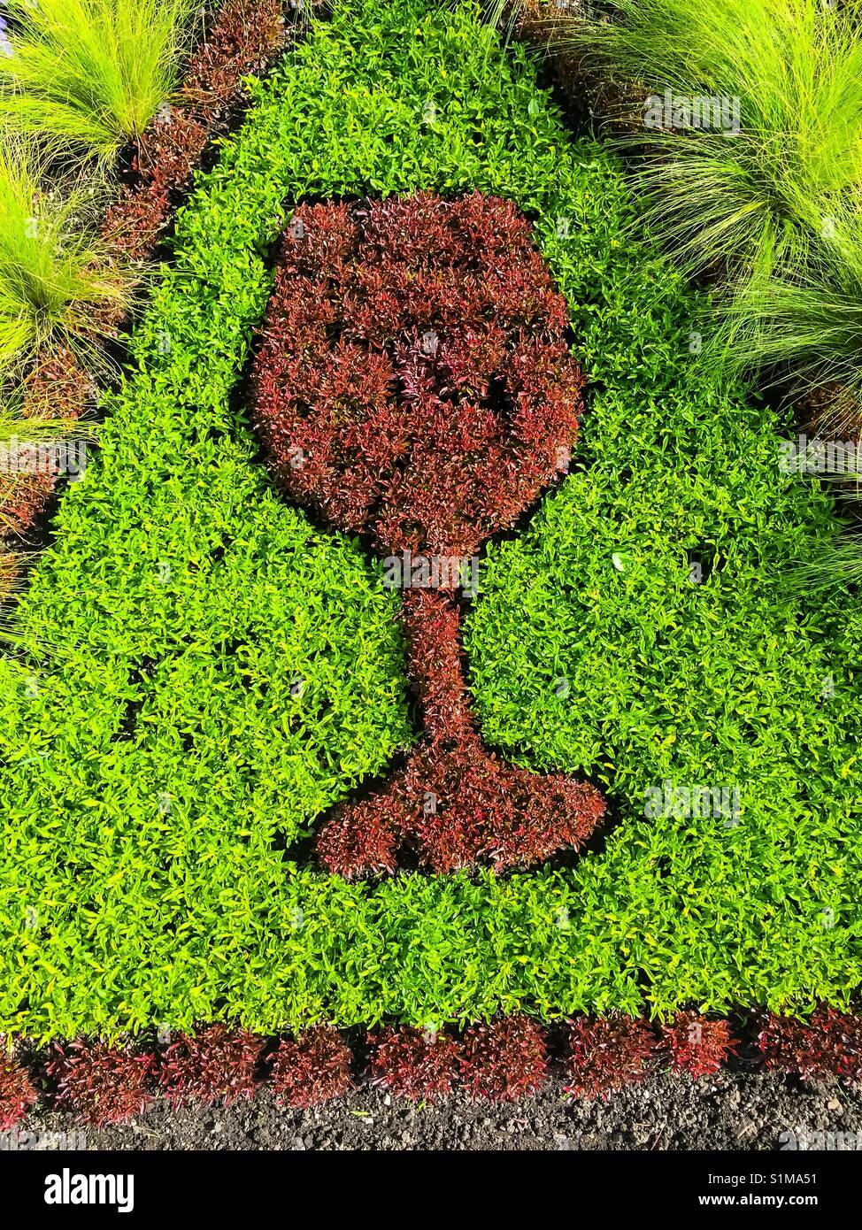Red wine glass in topiary, low to the ground. - Smartphone Captured Stock Image