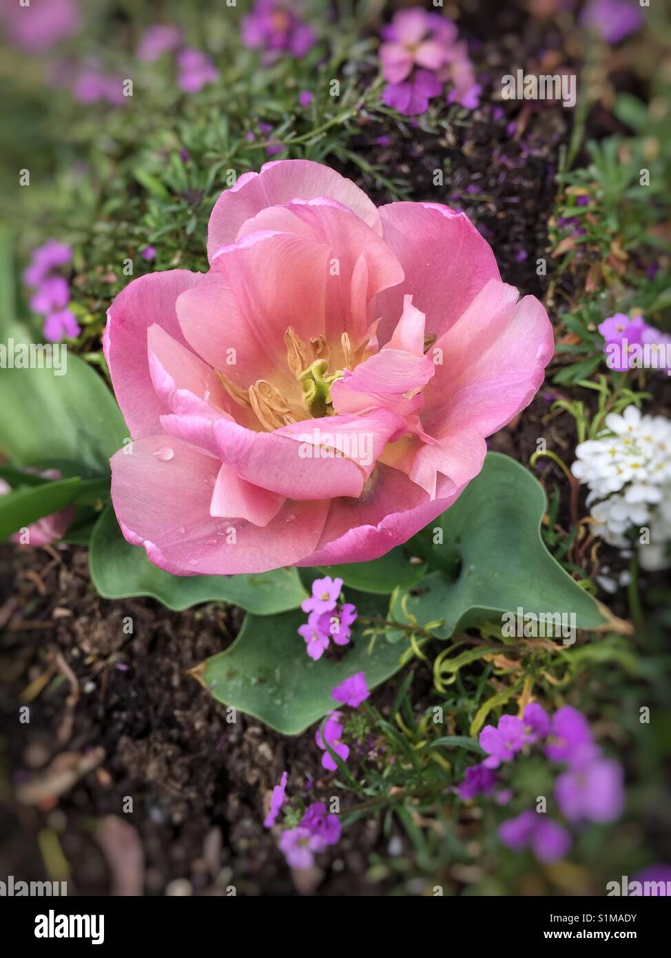 Tulipa Angelique in pink Stock Photo